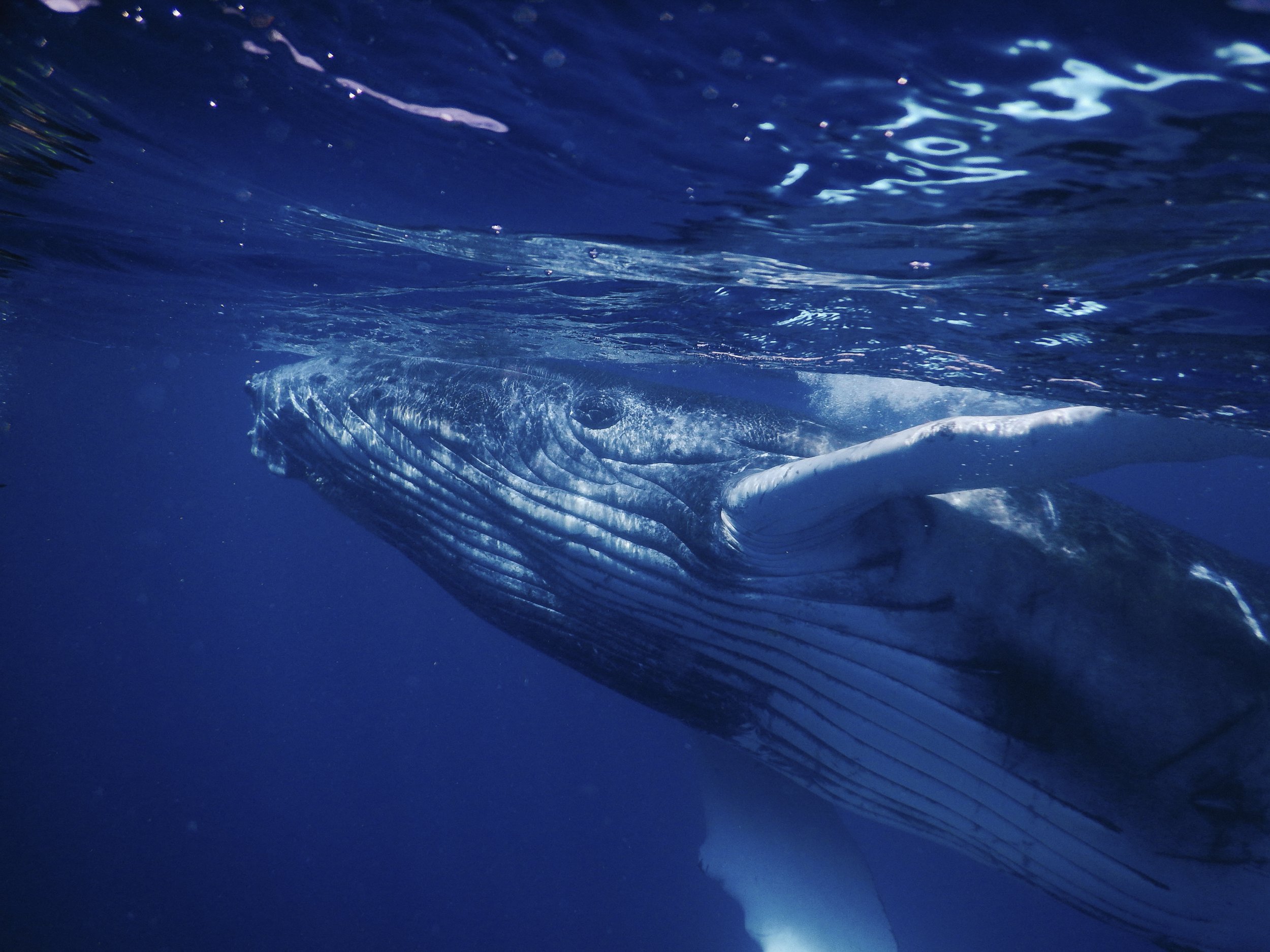 Julie Carpentier-2021-Tonga-1053.jpg