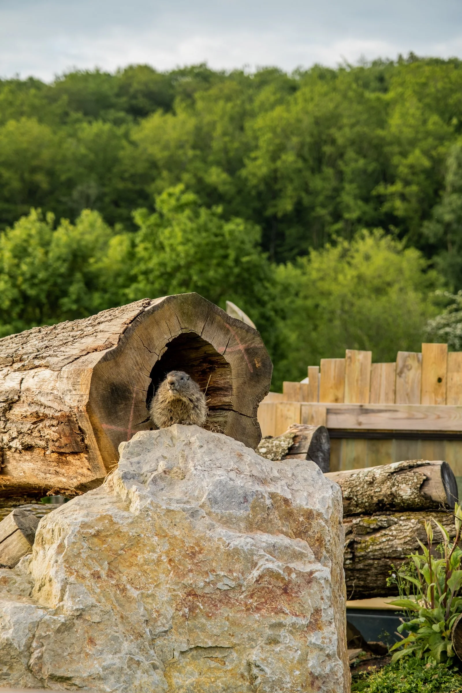 ©Julie Carpentier_Wild North Studio_Parc Animalier Ecouves_2021-7497.jpg