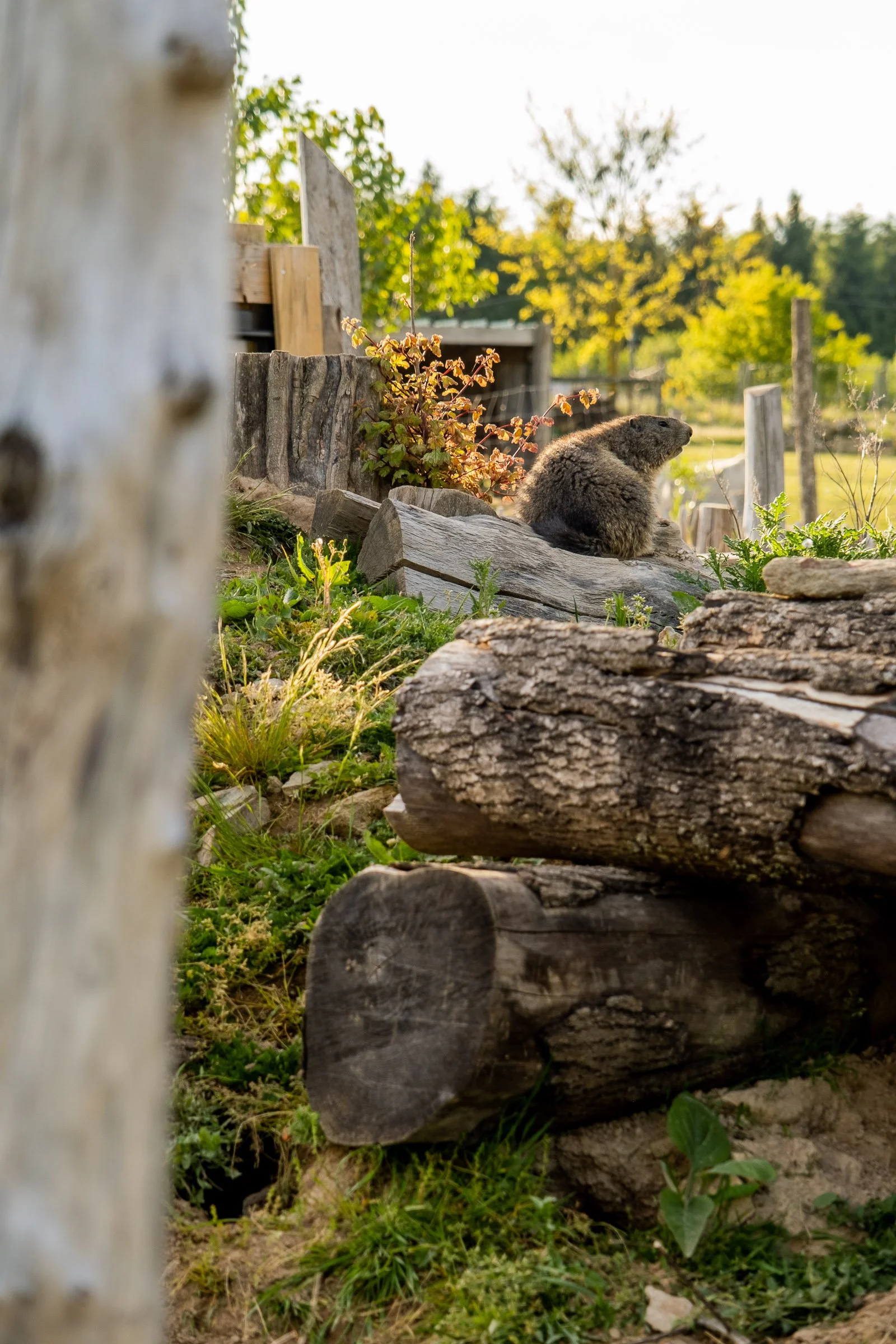 ©Julie Carpentier_Wild North Studio_Parc Animalier Ecouves_2021-5877.jpg