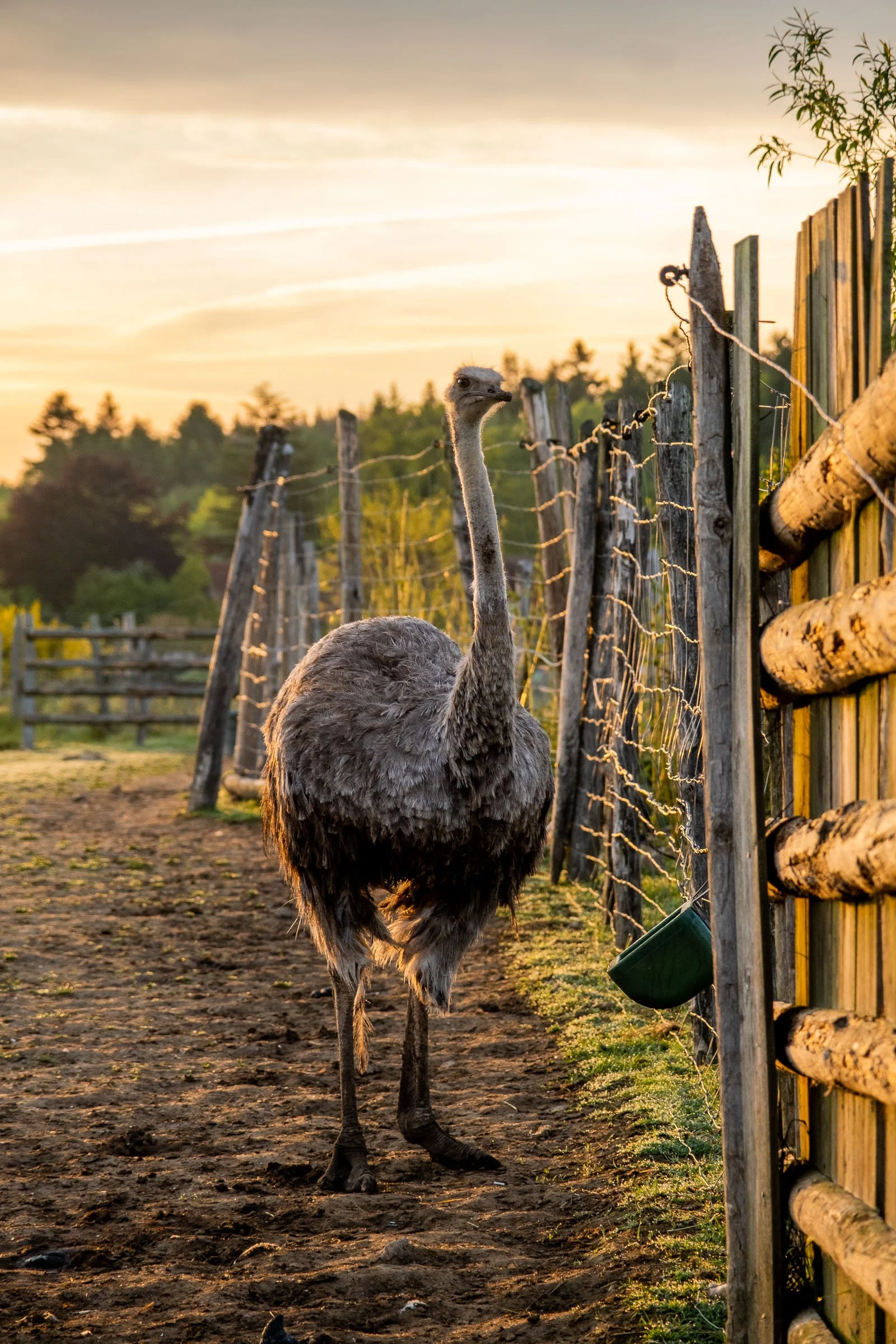 ©Julie Carpentier_Wild North Studio_Parc Animalier Ecouves_2021-6744.jpg