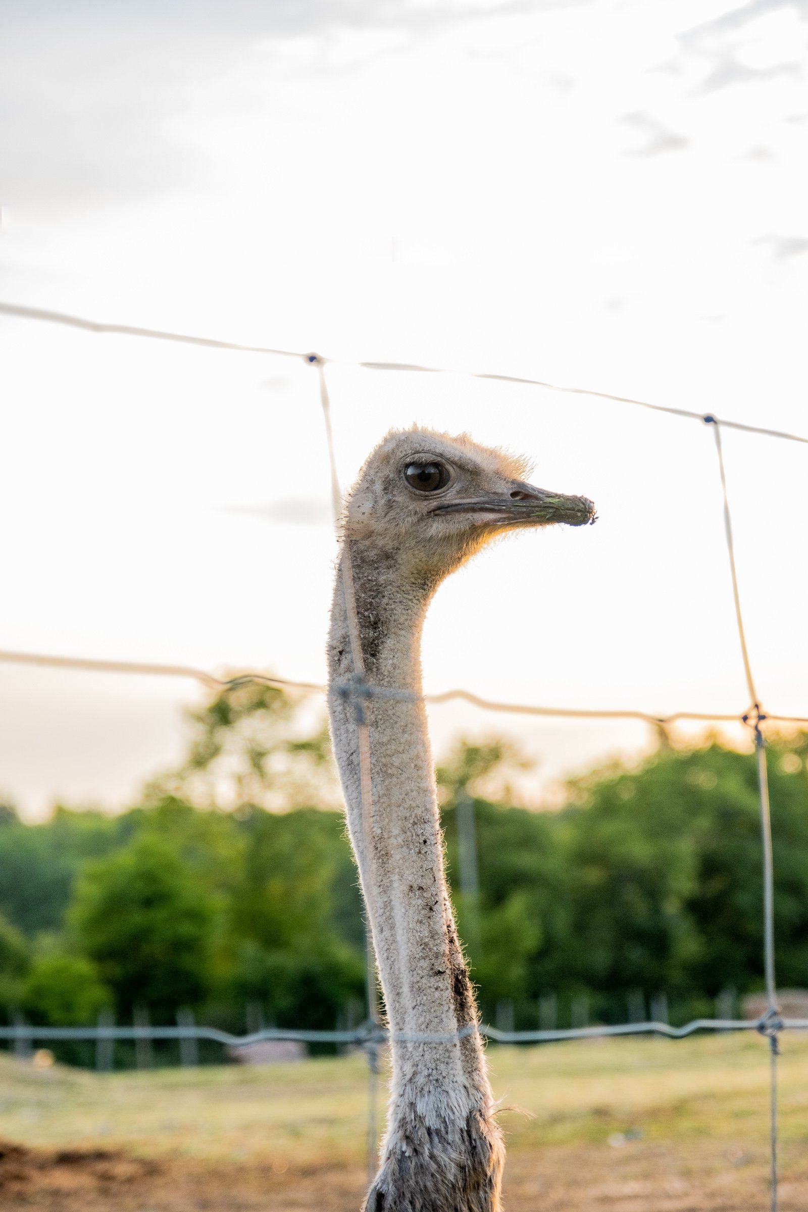 ©Julie Carpentier_Wild North Studio_Parc Animalier Ecouves_2021-.jpg