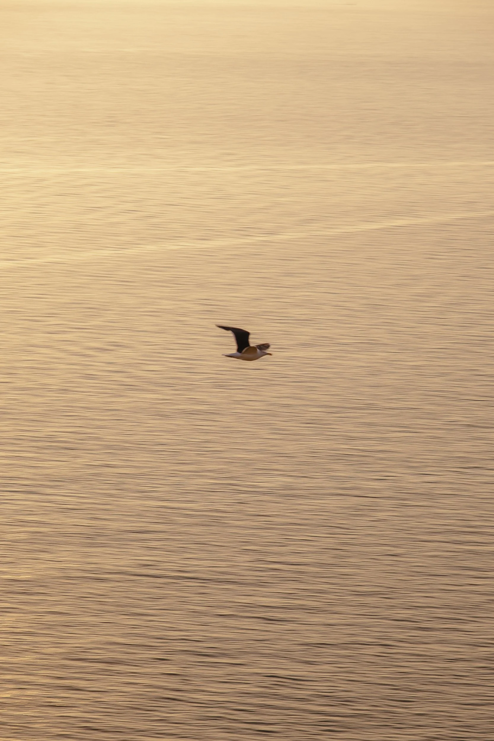 Cote Albatre©Julie Carpentier-1.jpg