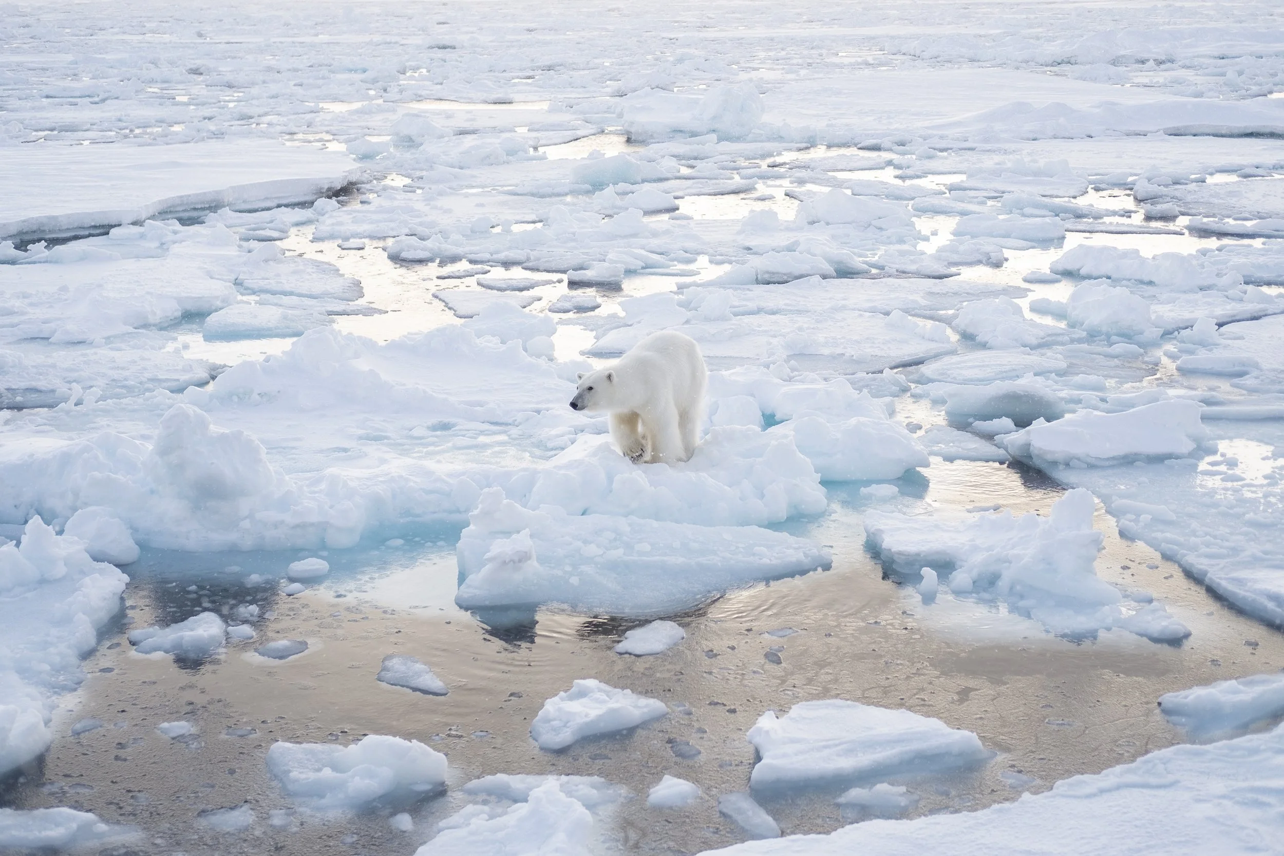 Julie Carpentier-2021-Svalbard-8828.jpg