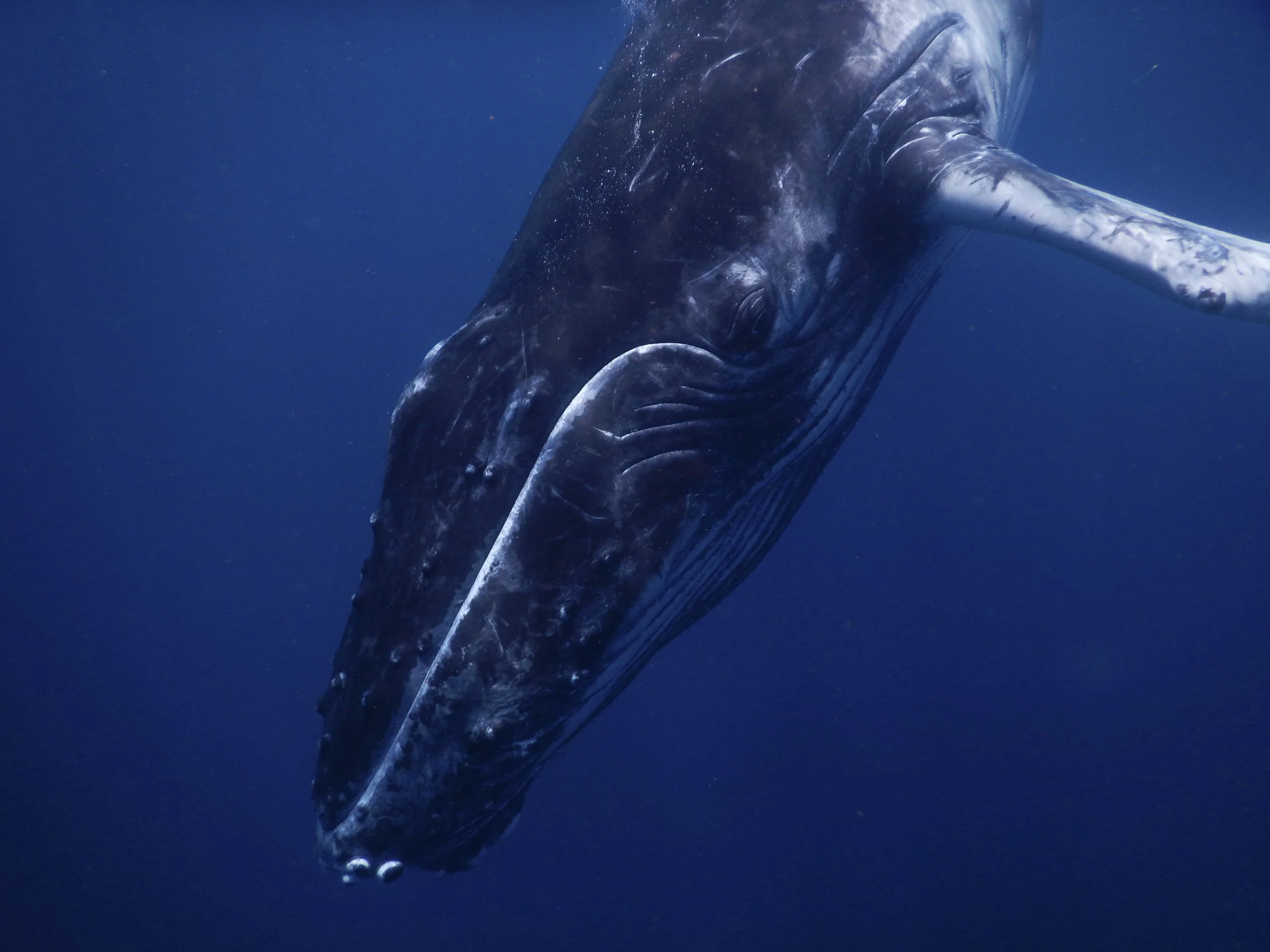 Julie Carpentier-2021-Tonga-0993.jpg