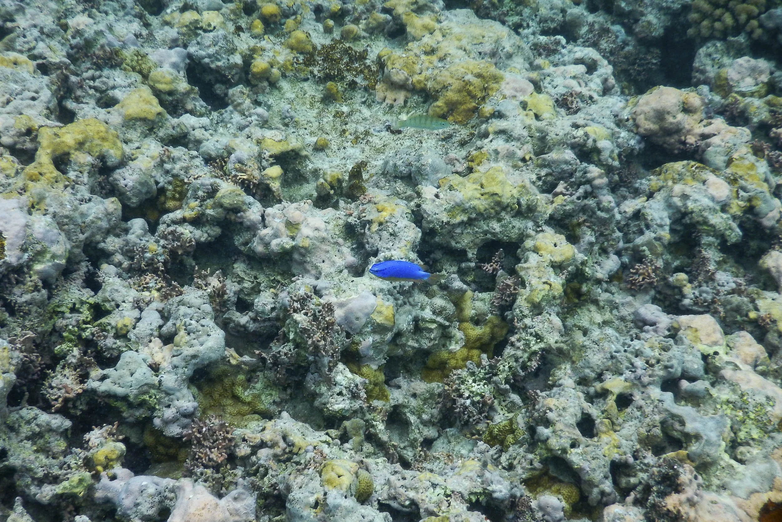 Tonga-2017 ©Julie Carpentier-33.jpg