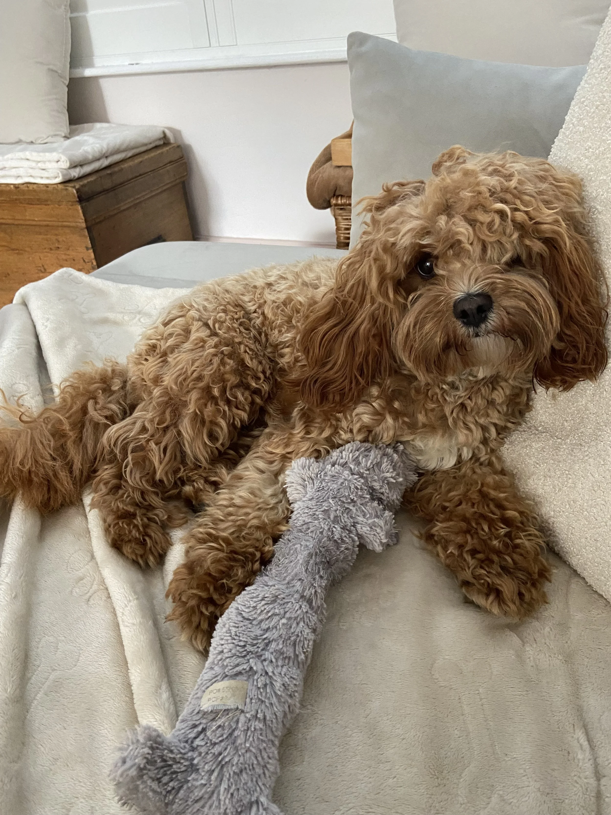 Dog pictures for website.jpeg