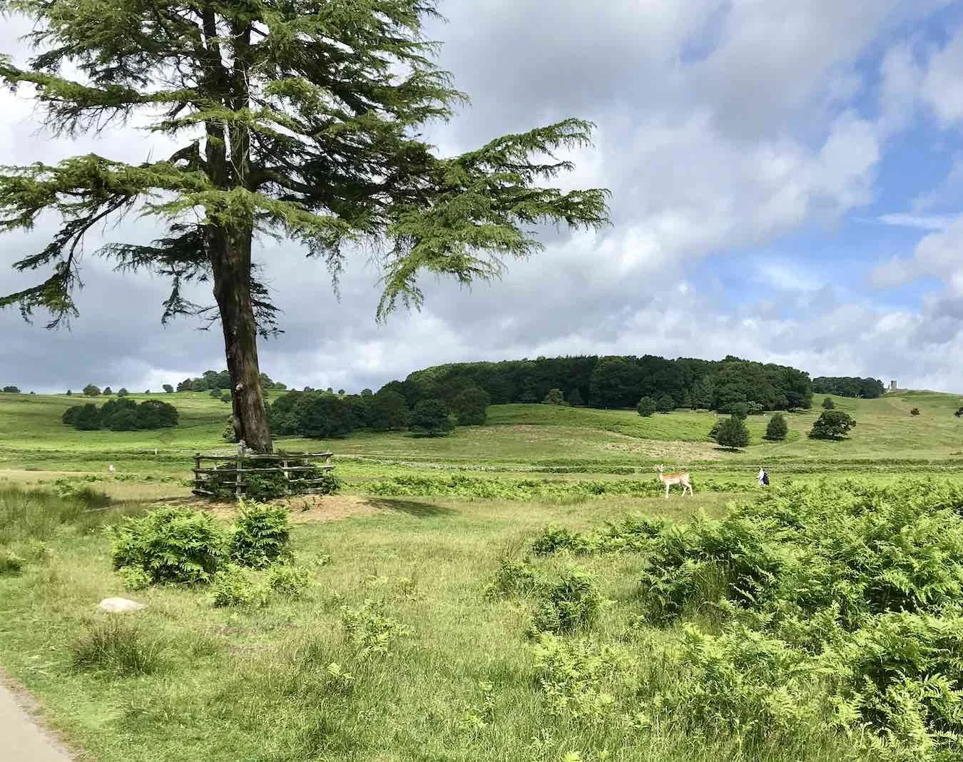 Walk, Waffle and Wags | Bradgate Park, Leicestershire