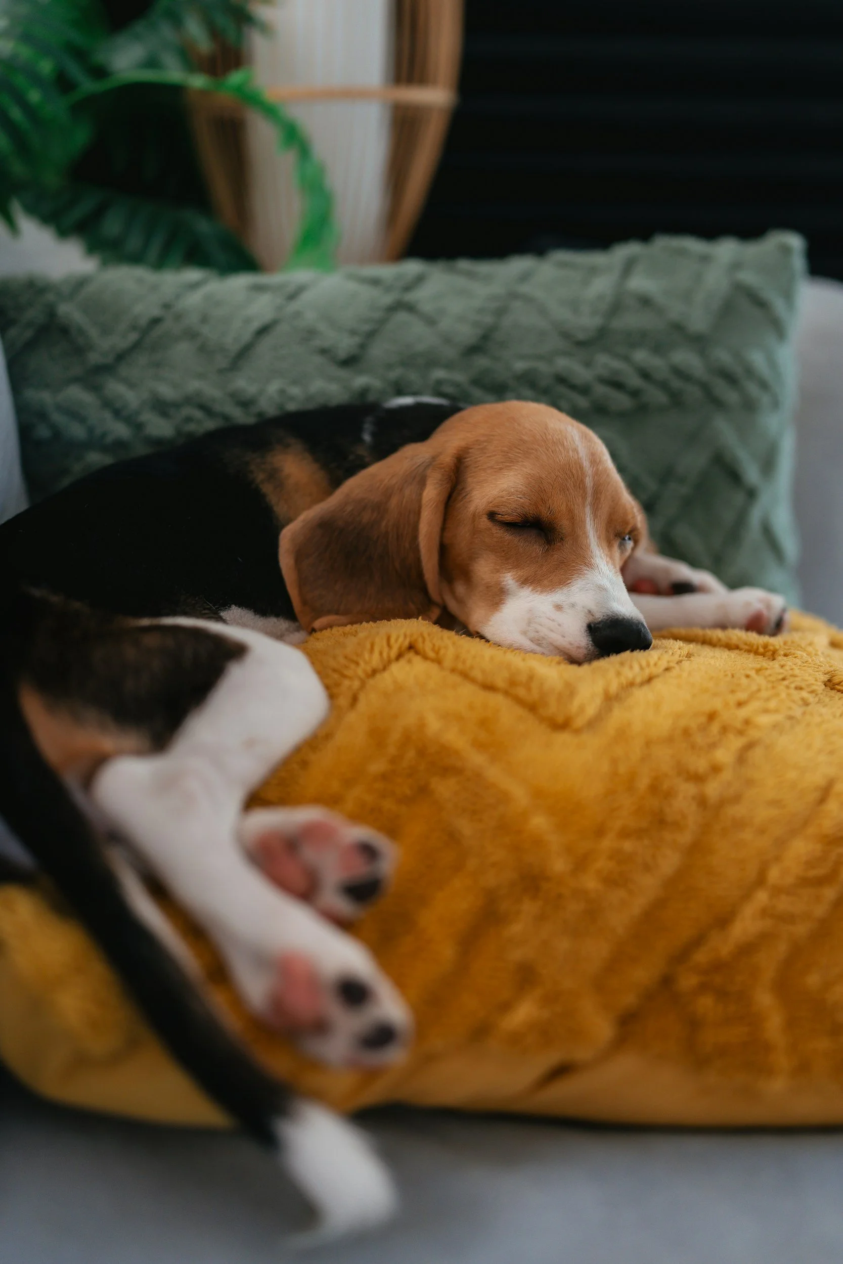 How to Beat Firework Anxiety: Dogs Trust's New 'Sound Blanket' and Top Advice for Dog Owners
