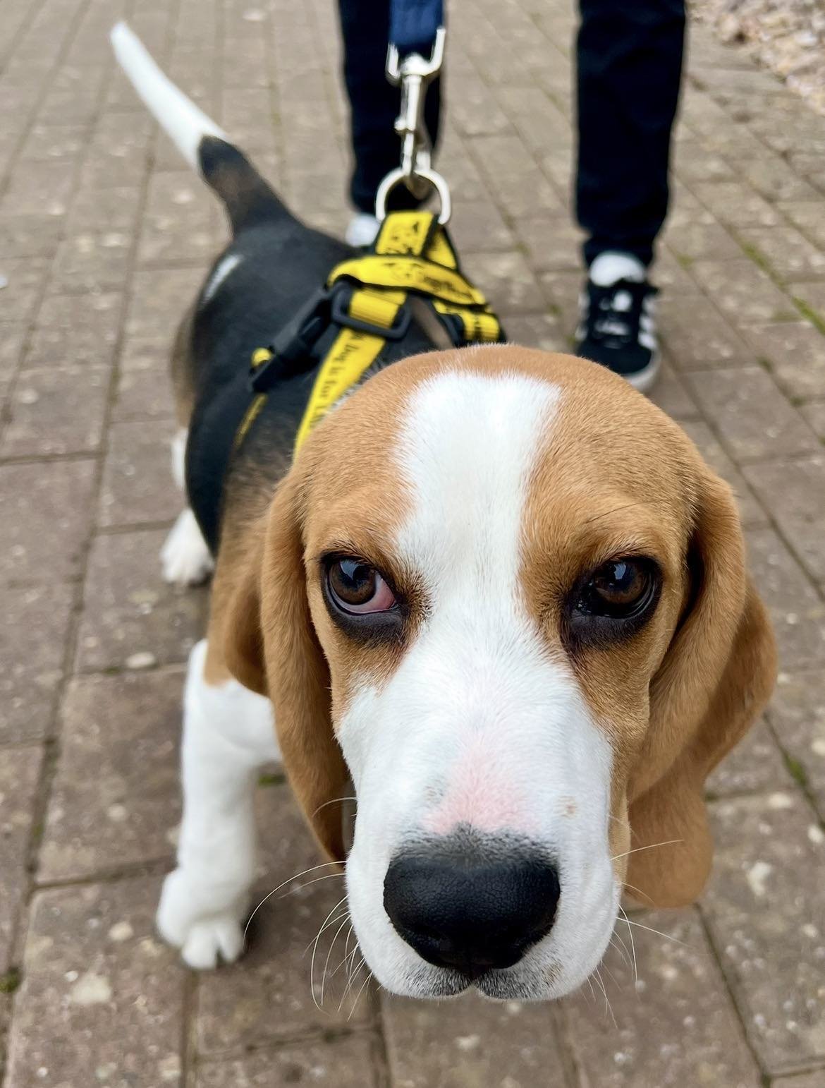 beagle-puppy-dogs-trust.jpg