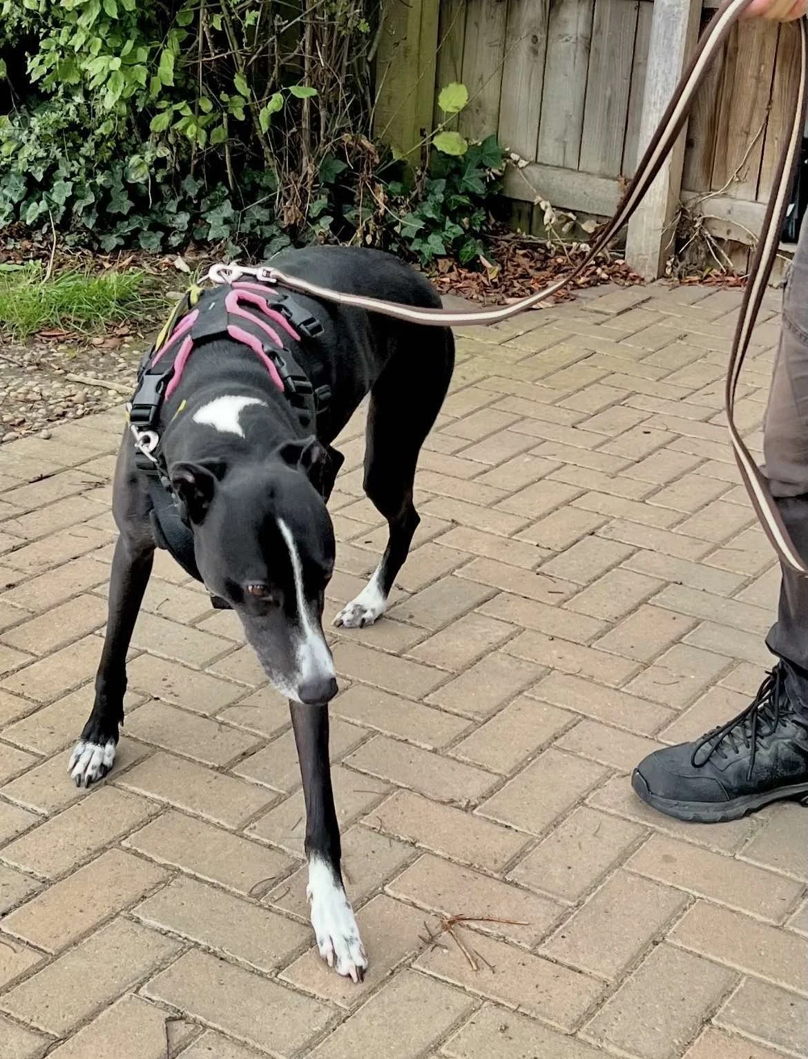 betty-spaghetti-dogs-trust.jpg