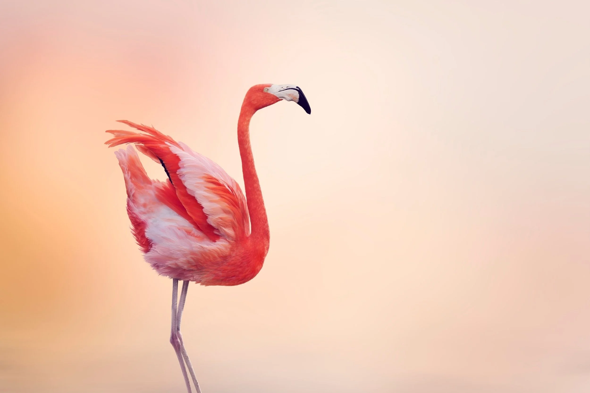 A single pink flamingo with beautiful feathers