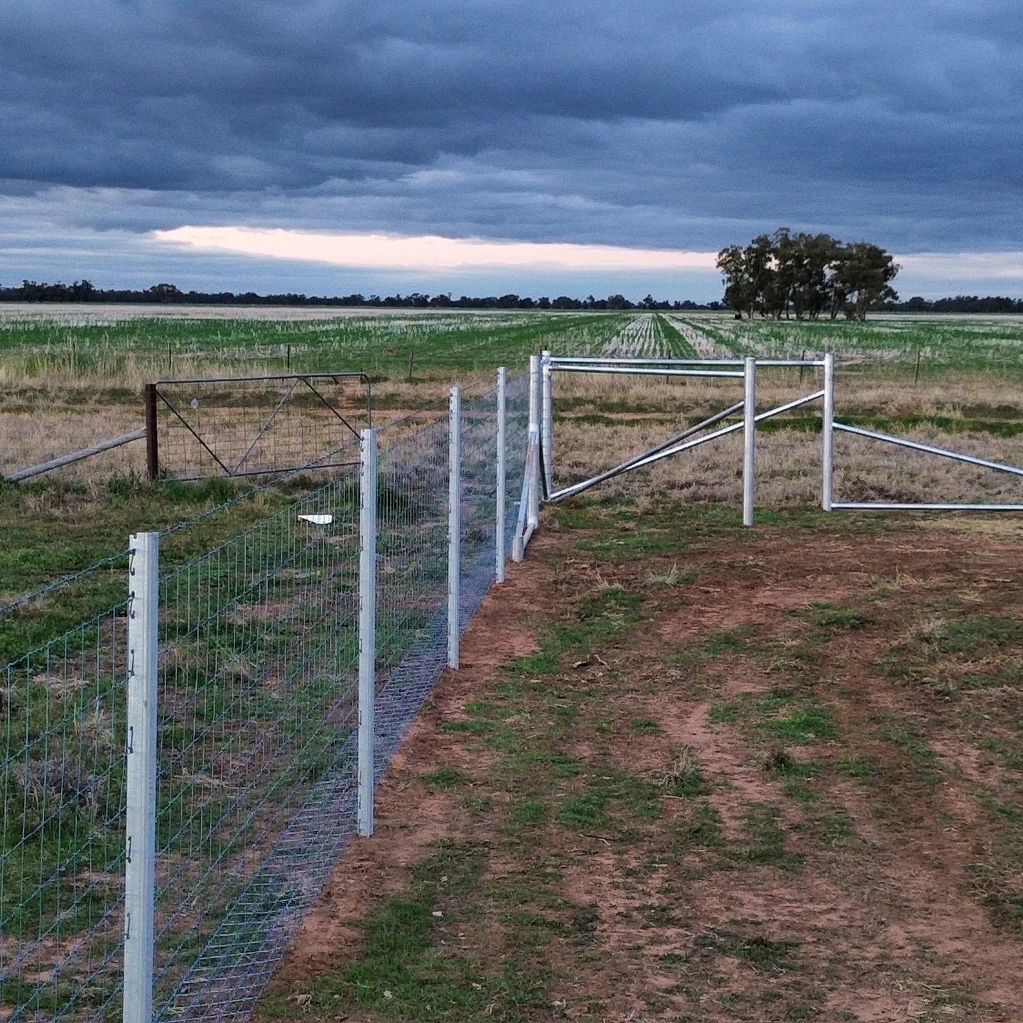 Time to keep skippy and his mates out. Exclusion fence up and doing its job. ✅