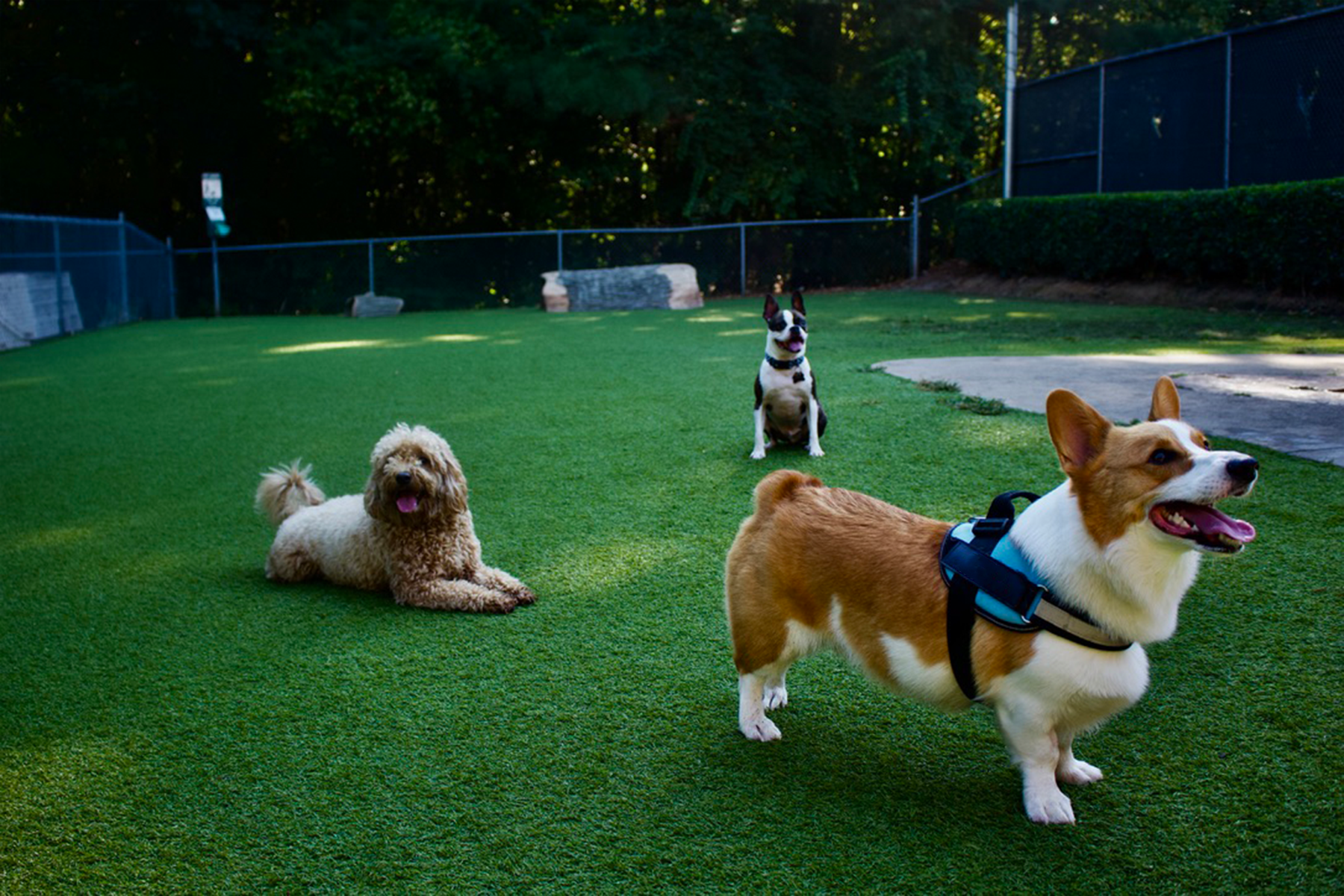 Dog_Trio_1.png