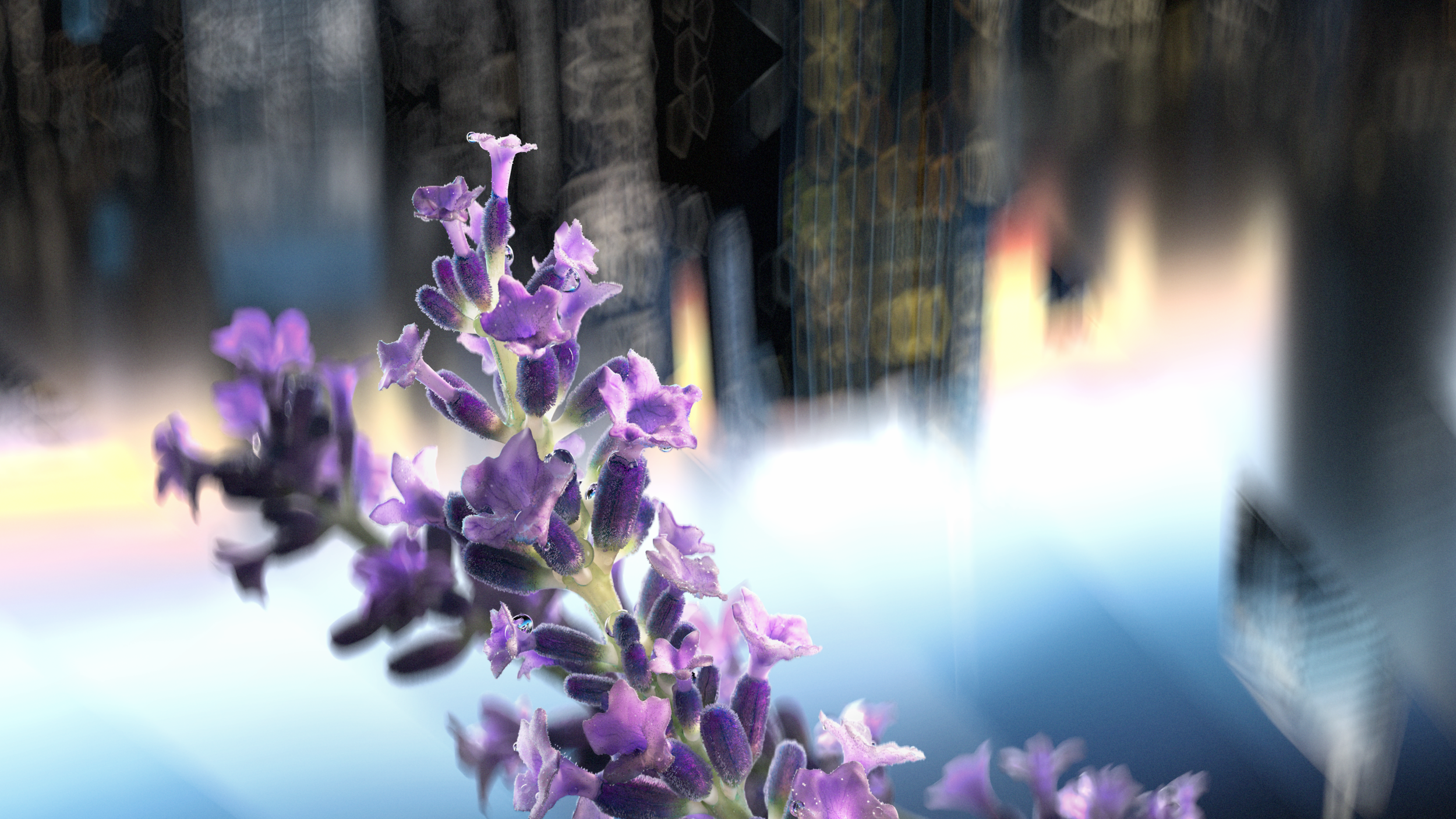 Lavender_16x9.png