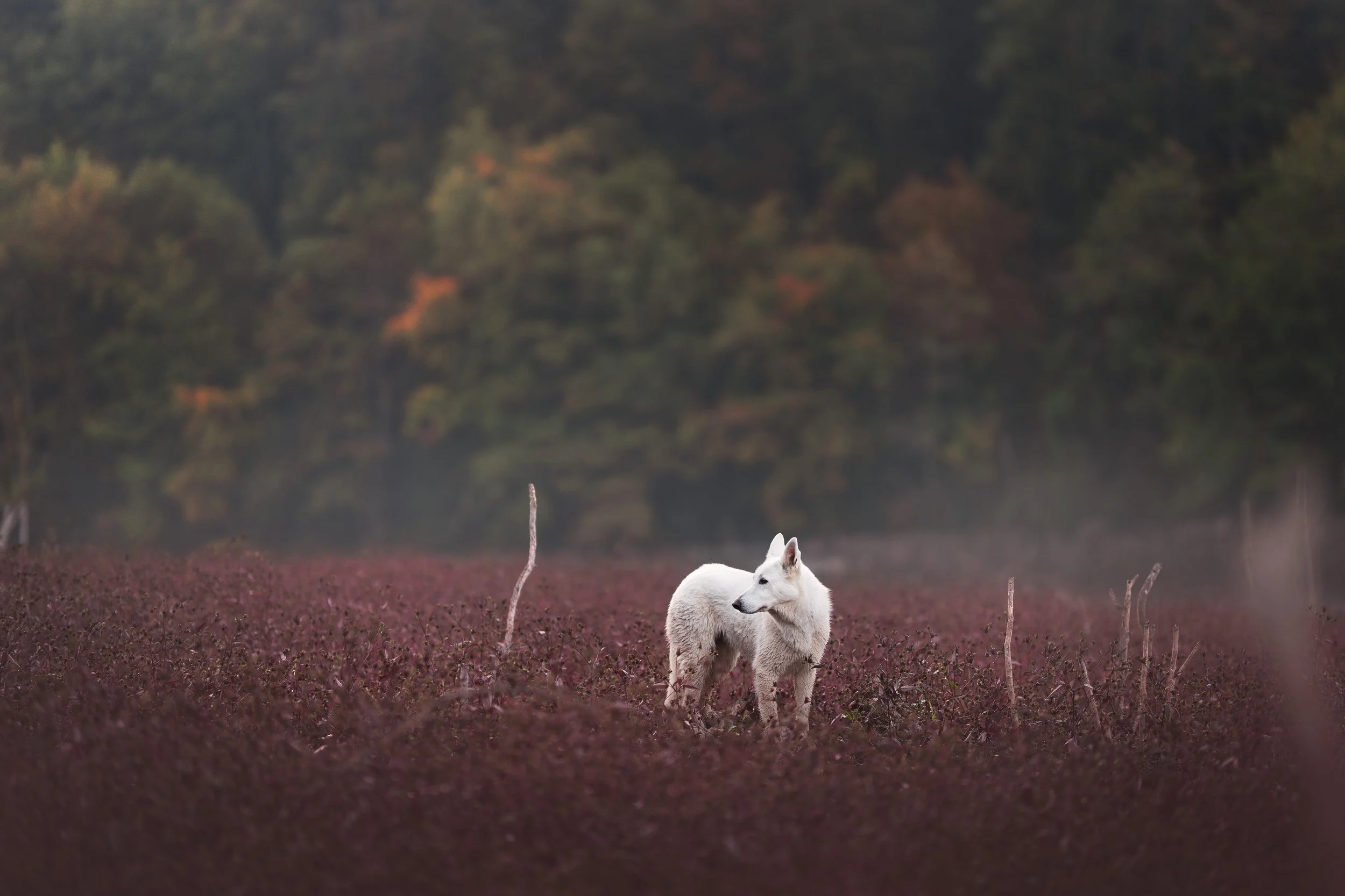 _A740543-HD.jpg