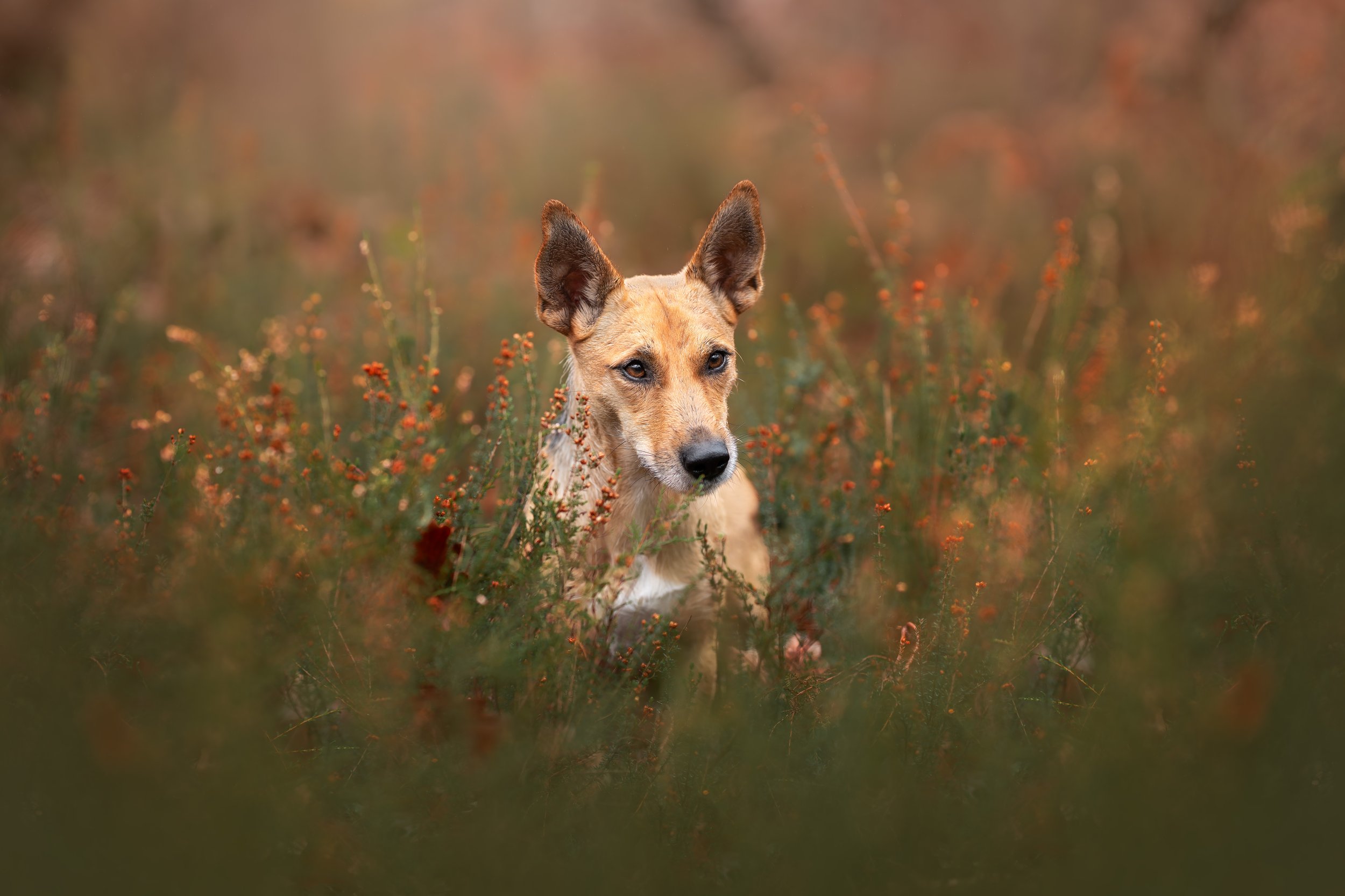 _A744565-HD.jpg
