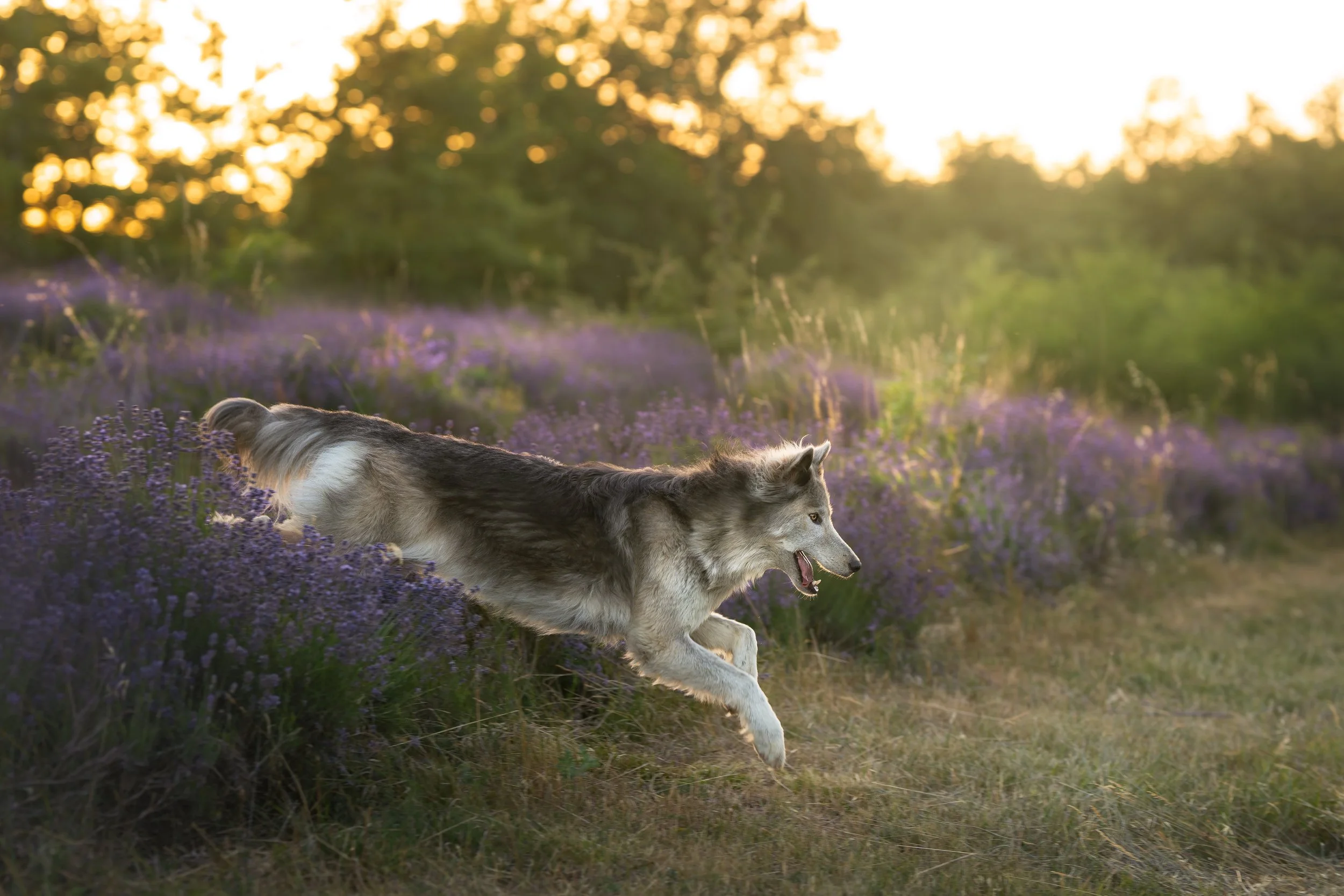 A7400748-HD.jpg