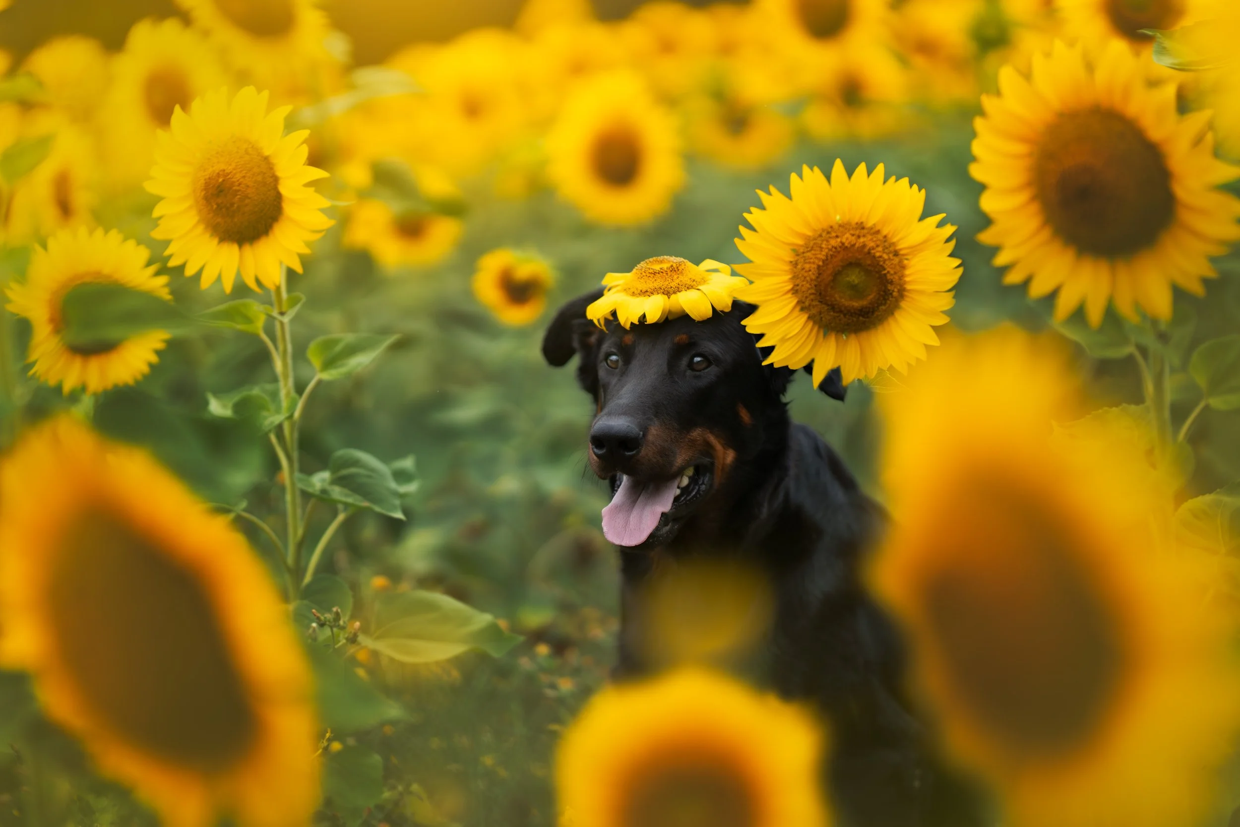 _A742272-HD.jpg