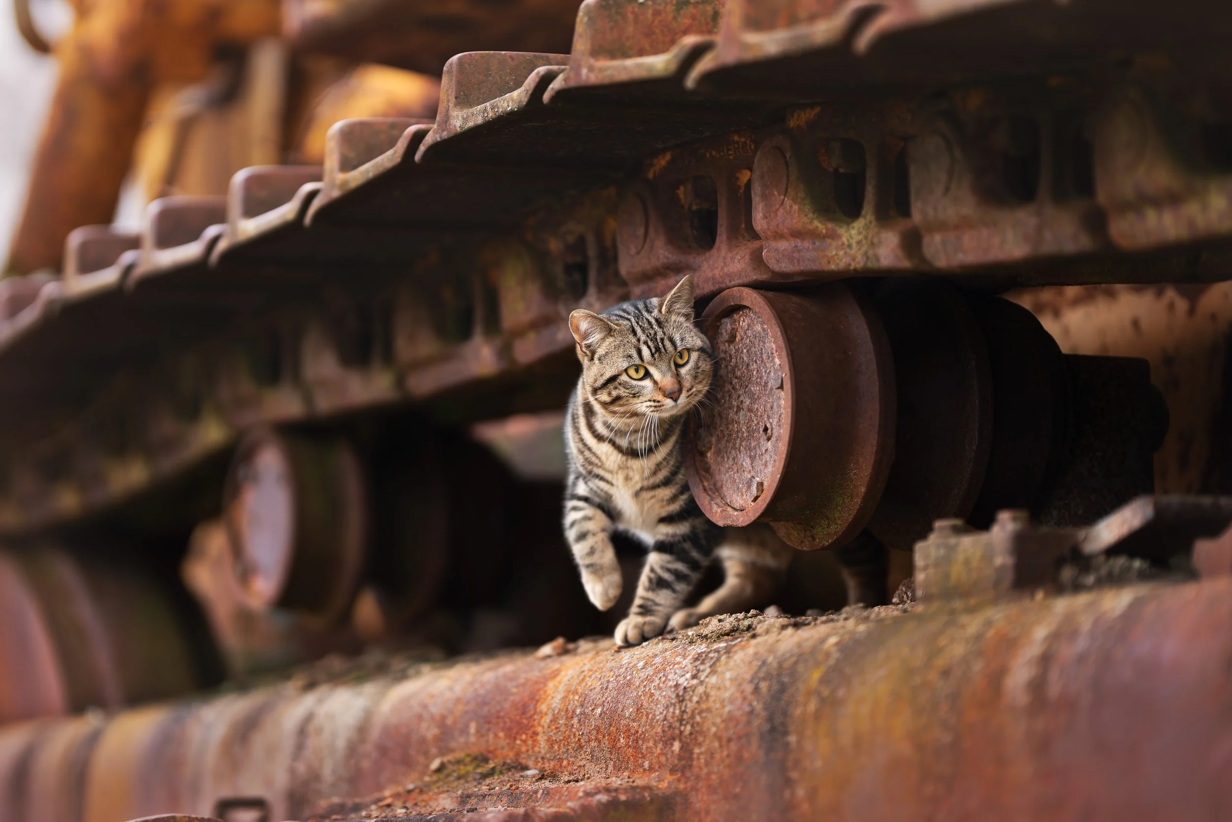 A7404785-HD.jpg