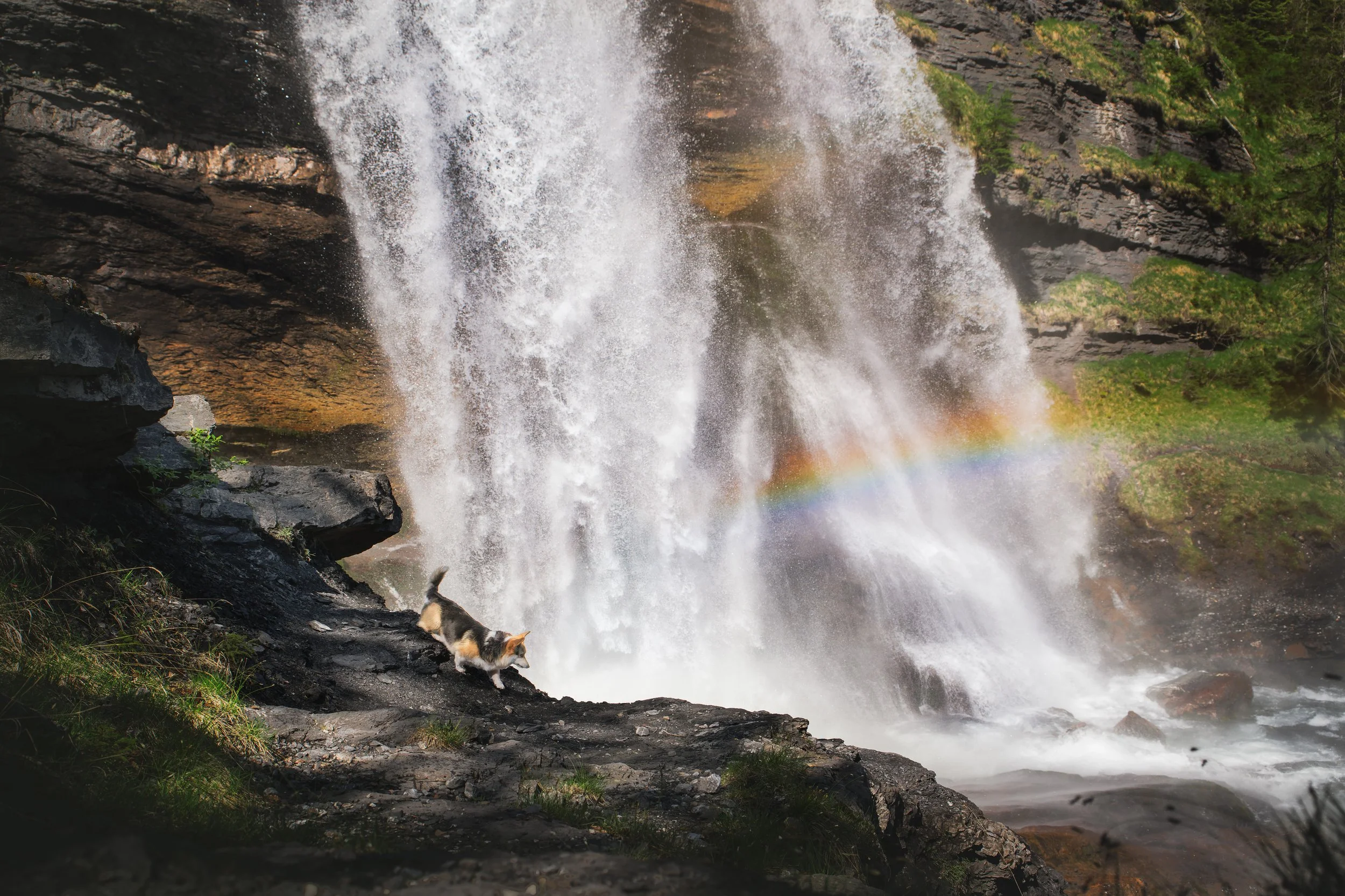 Corgi, se baladant devant la cascade du rouget en haute savoie.