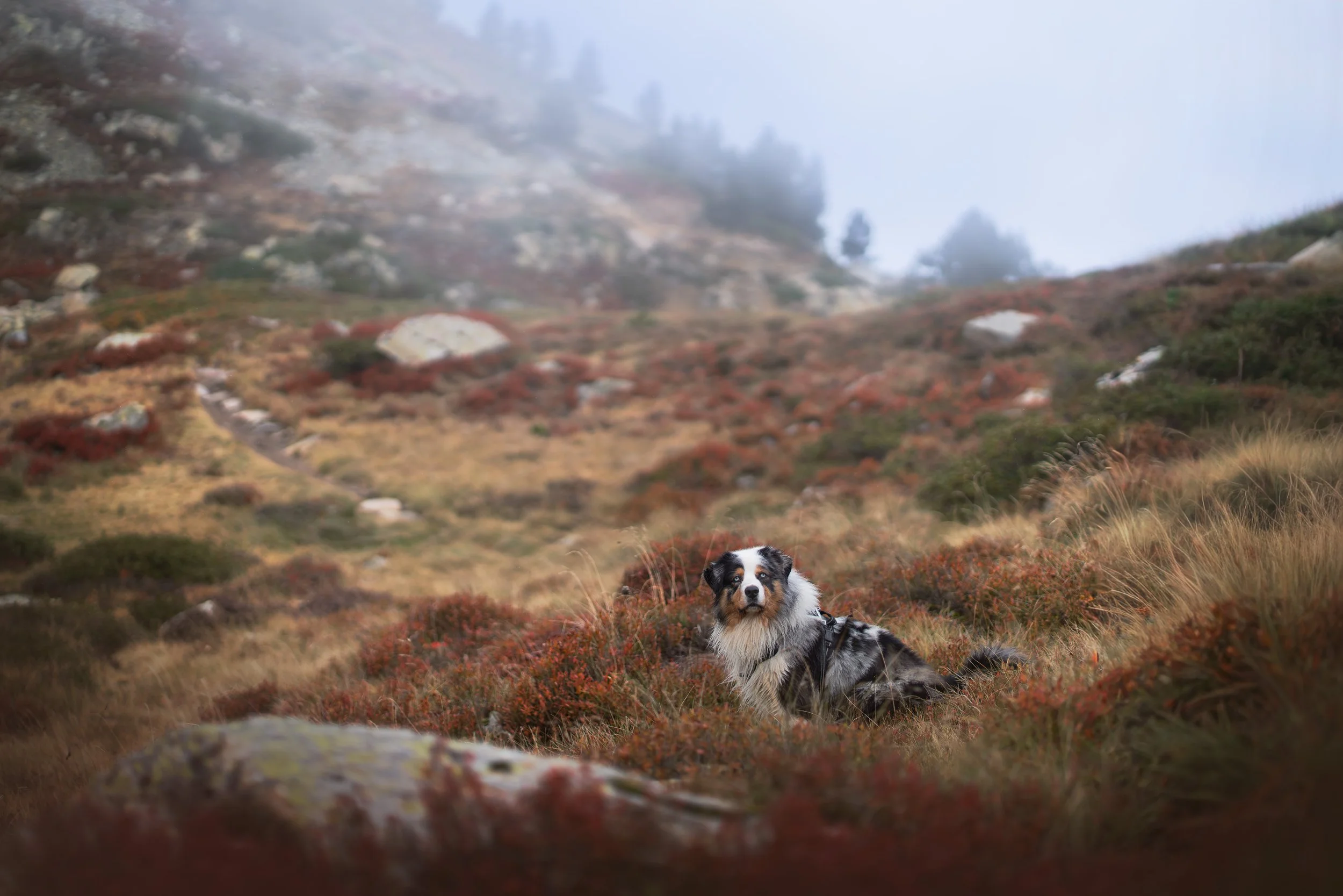 _A749995-HD.jpg
