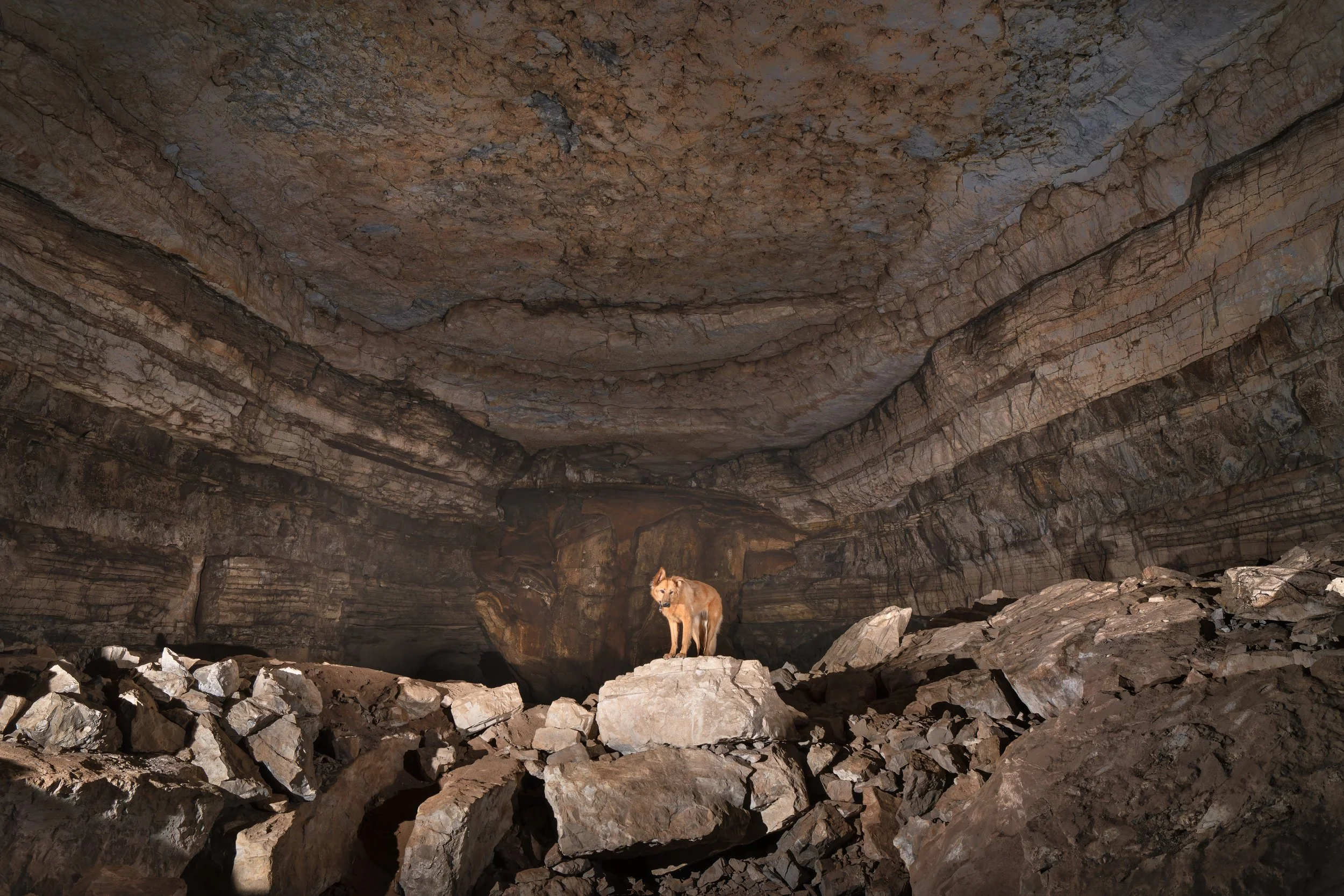 chien roux dans une grotte proche de Penne