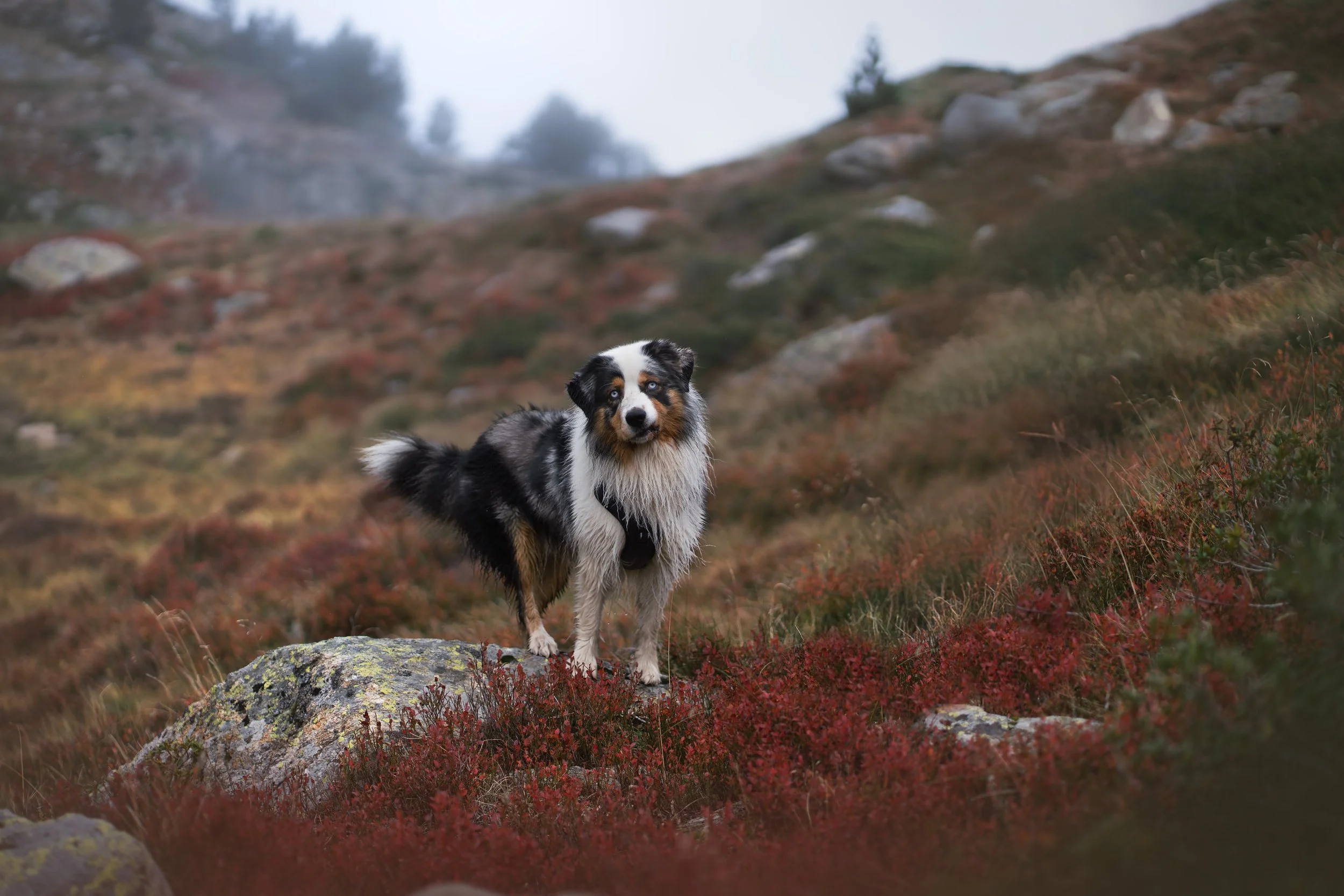 _A740029-HD.jpg