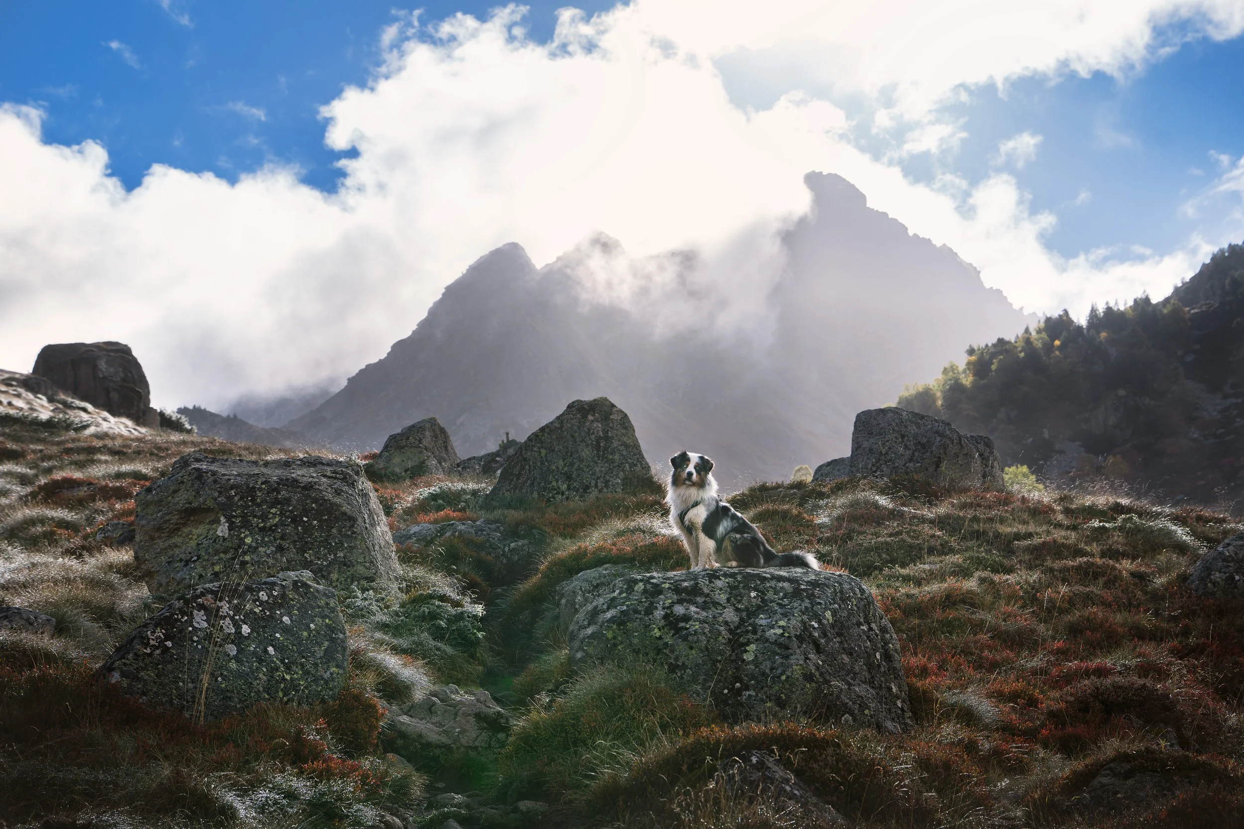 Berger australien, posant sur un rocher lors d'une randonnée aux étangs de Fontargente