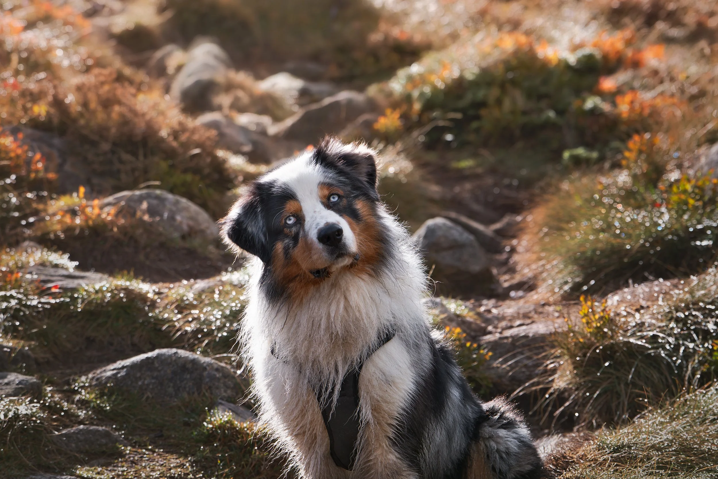 _A749046-HD.jpg