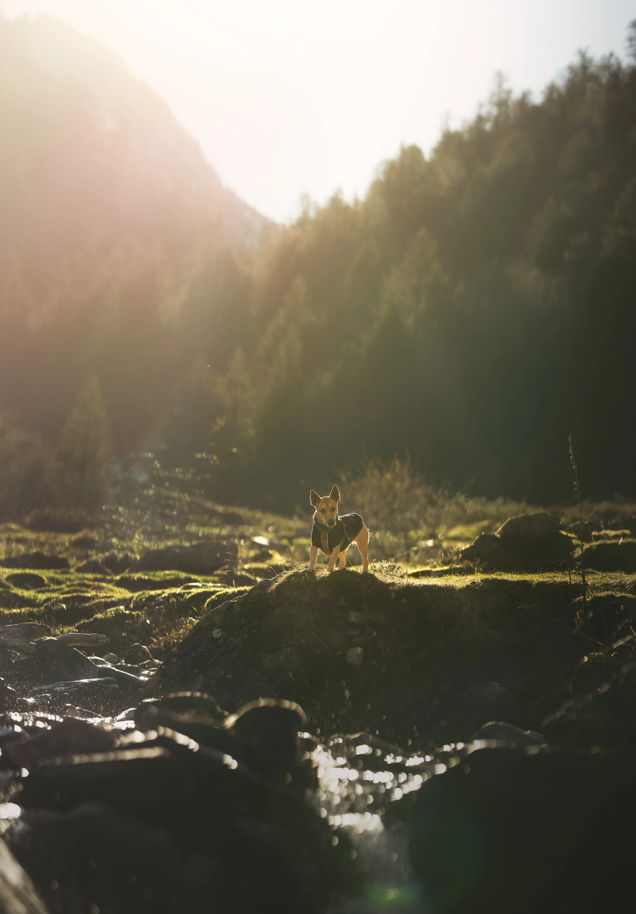 _A746154-HD.jpg