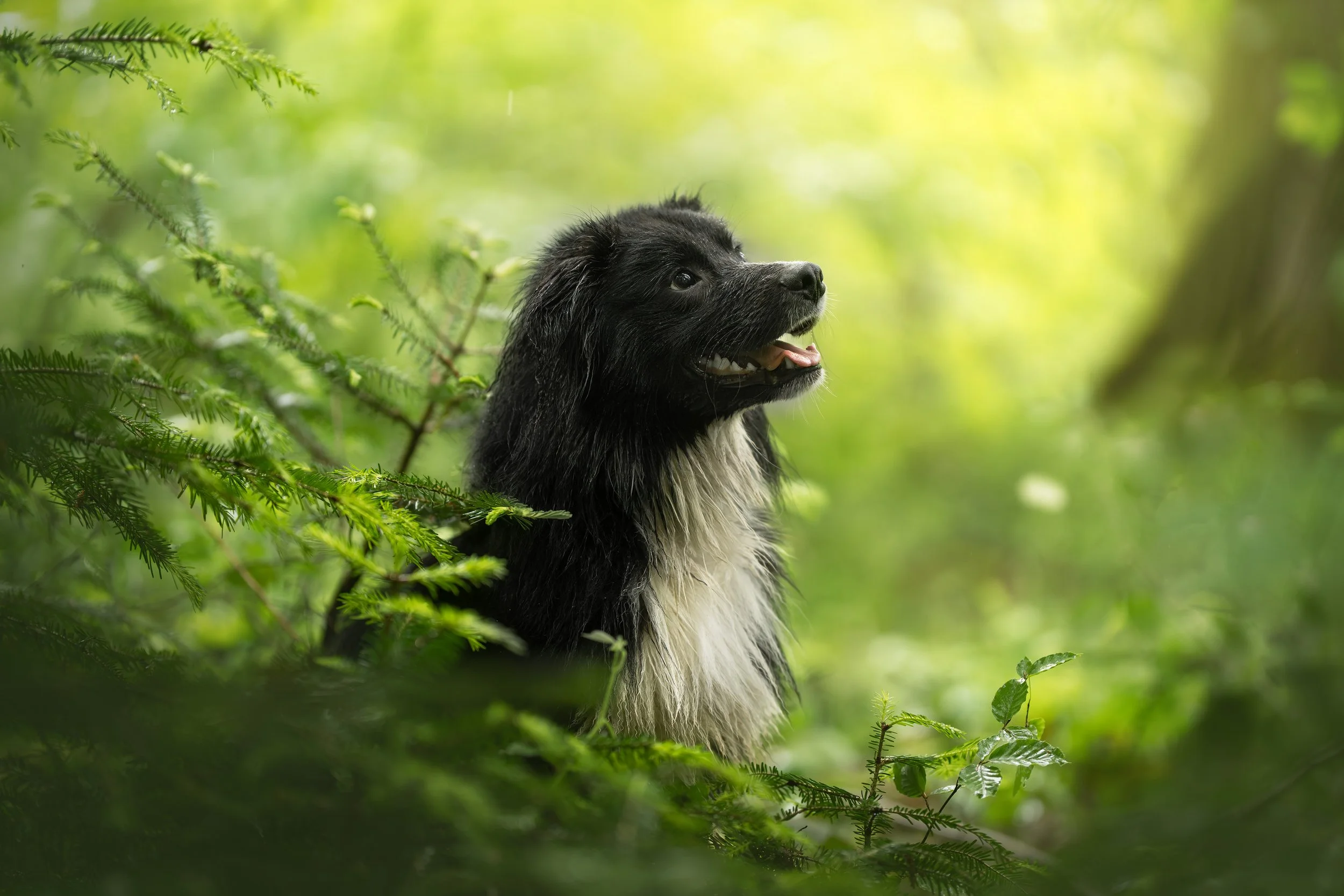 A7408115-HD.jpg