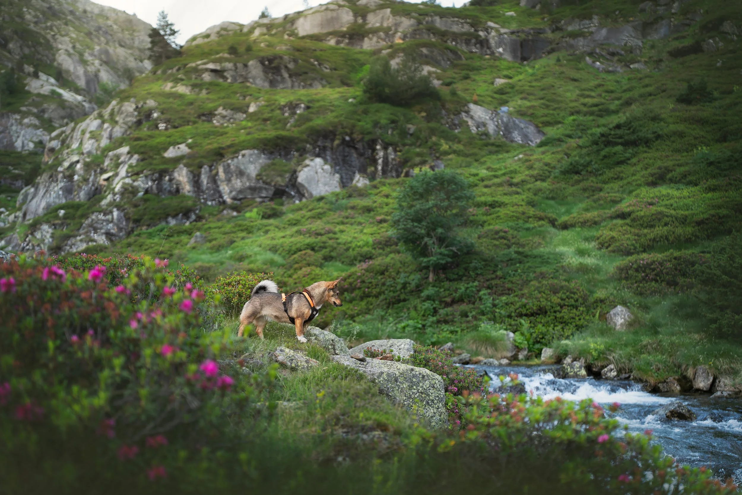 Wild Escape