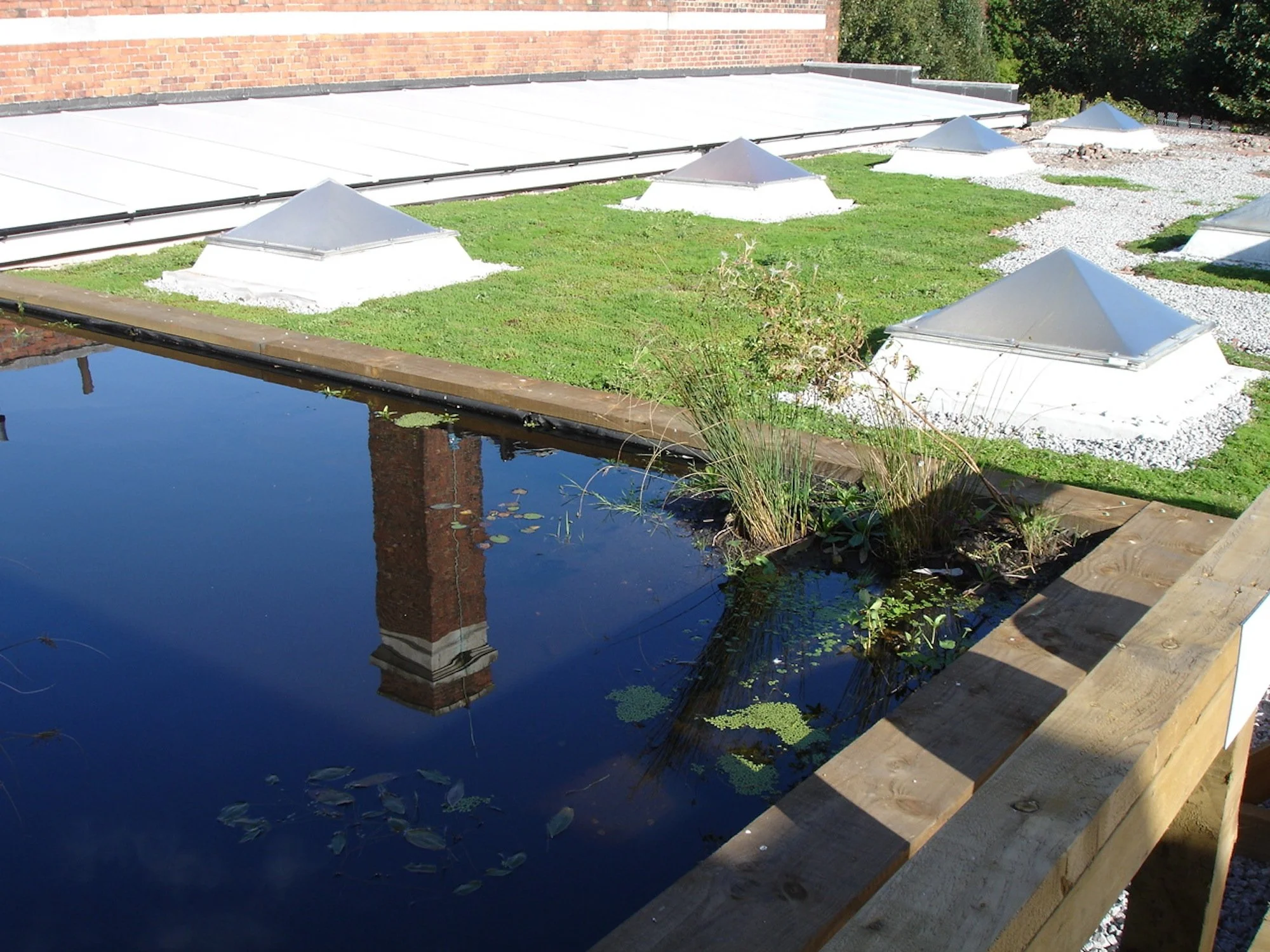 Unicorn Grocery Green Roof