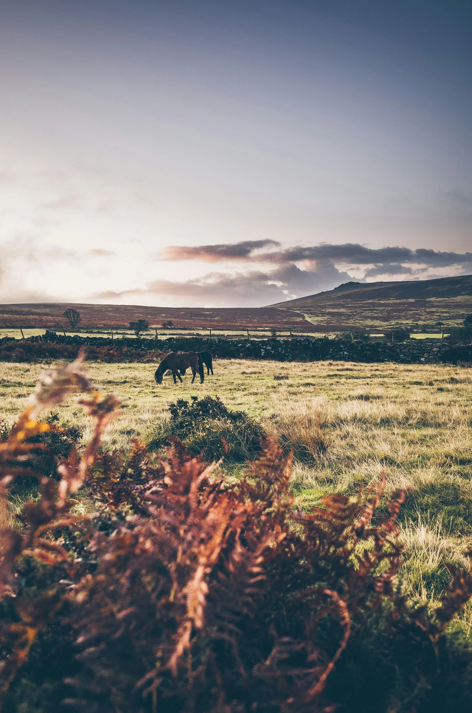 A serene landscape of a grassy field with two horses grazing, a stone wall, and rolling hills in the background under a partly cloudy sky during sunset.