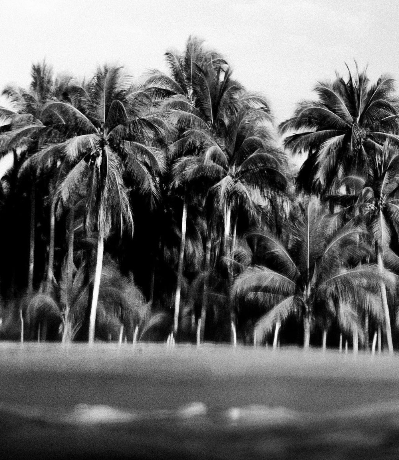 B&W Palms