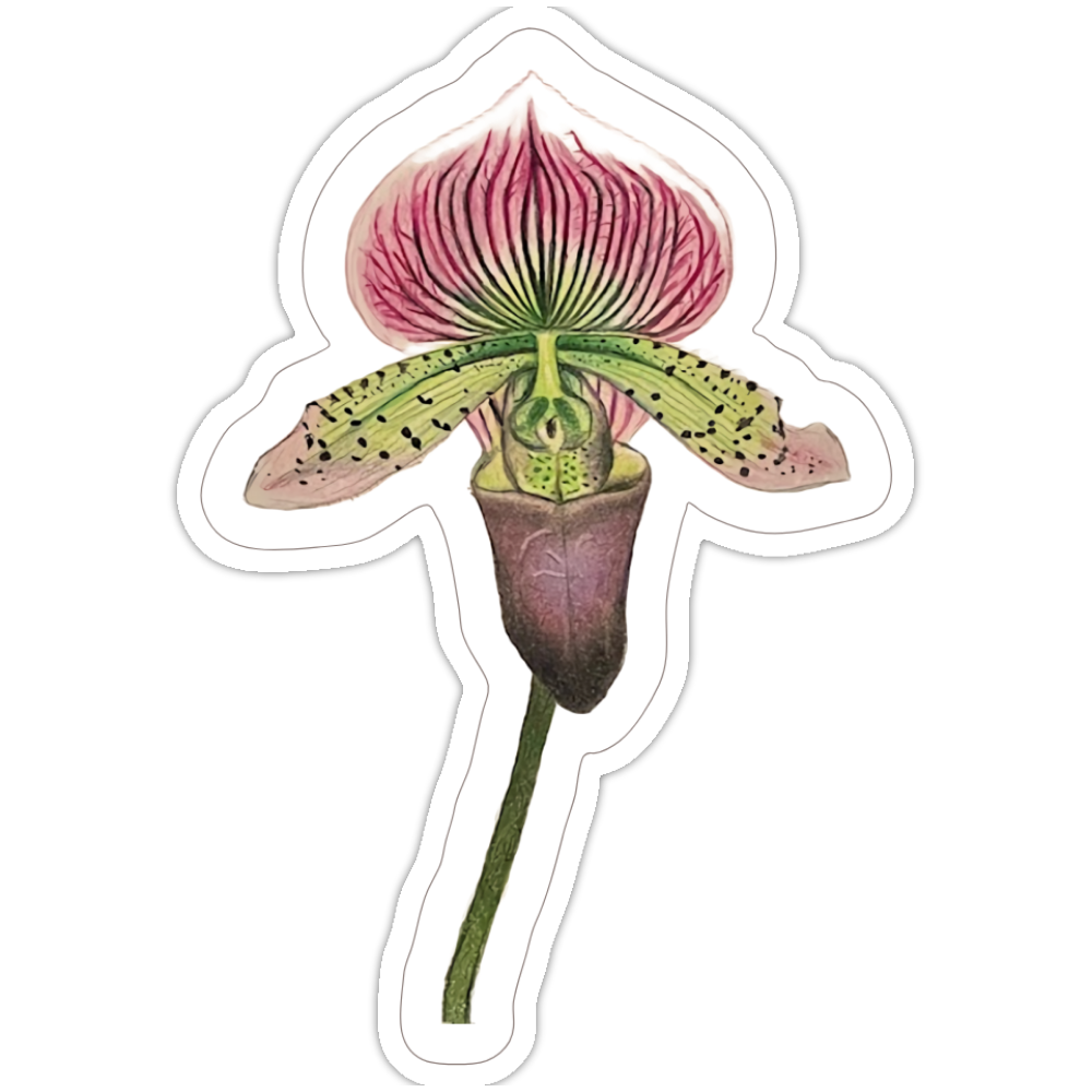 Lady Slipper Sticker