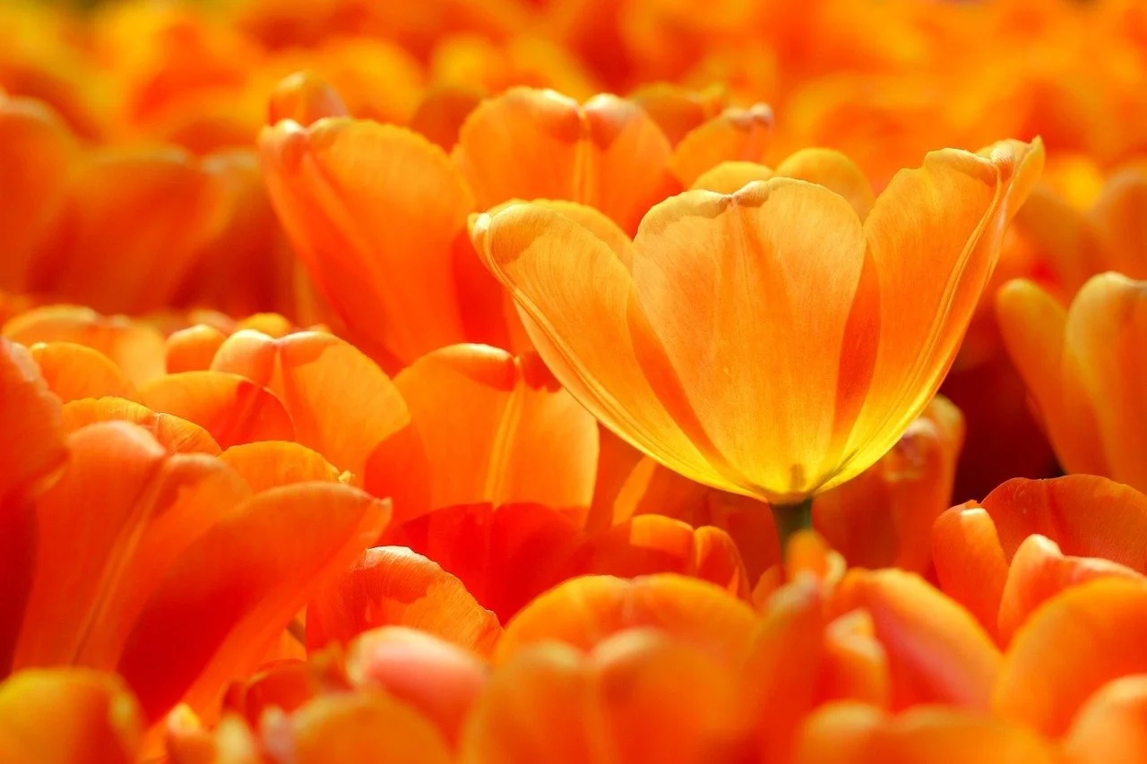 Where to Travel in April: Tulips, Temples, or Tannins