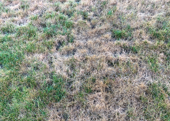 When Does Your Lawn Wake Up? Understanding Spring Dormancy in Ontario