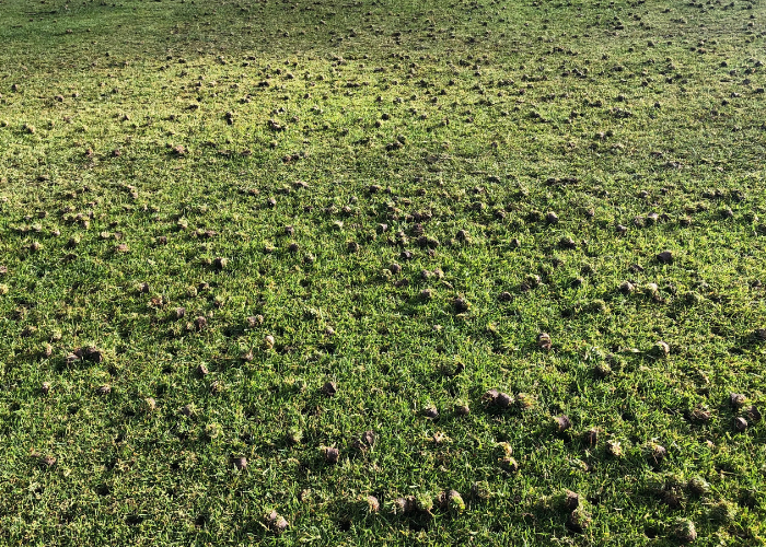 Spring or fall? When is the best time to aerate your lawn