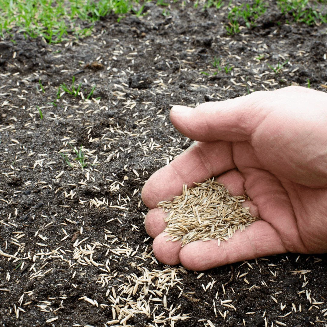 Fall is the secret sauce for a lush lawn! 

Think your lawn can&rsquo;t bounce back after summer? Think again! 

Overseeding and topdressing in the fall is your ticket to a thick, vibrant turf come spring! It&rsquo;s not just about aesthetics &ndash;