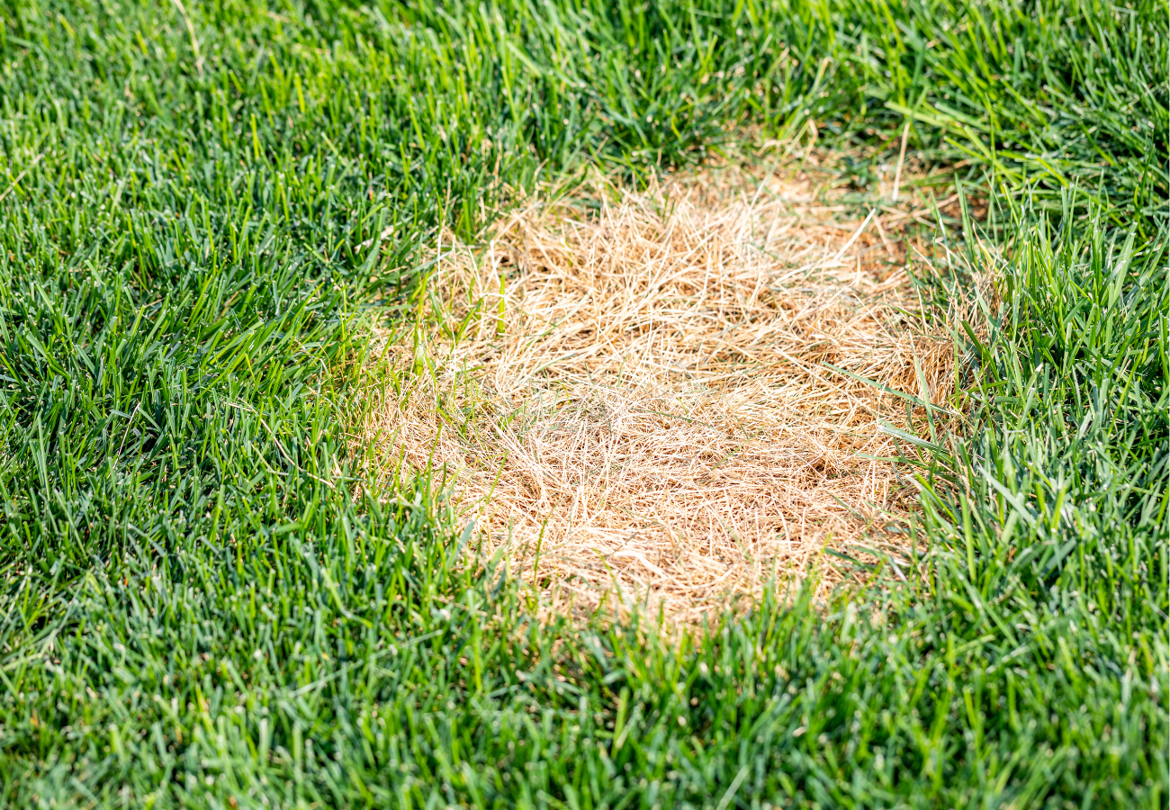 What to Do About Bare Patches Before the Snow Falls