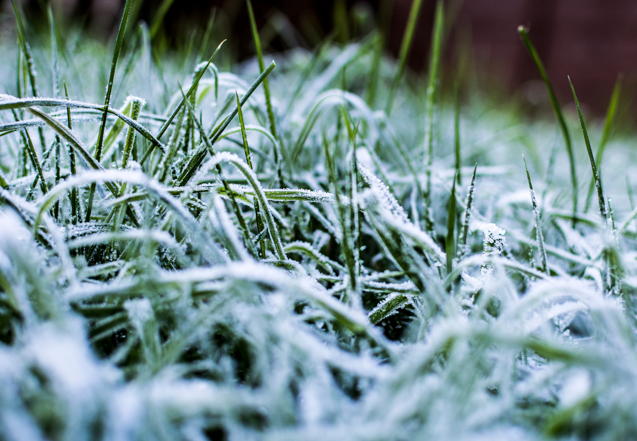 How Winter Weather Affects Spring Lawn Growth