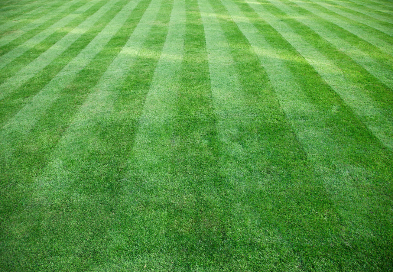 The Benefits of Professional Lawn Cutting vs. DIY