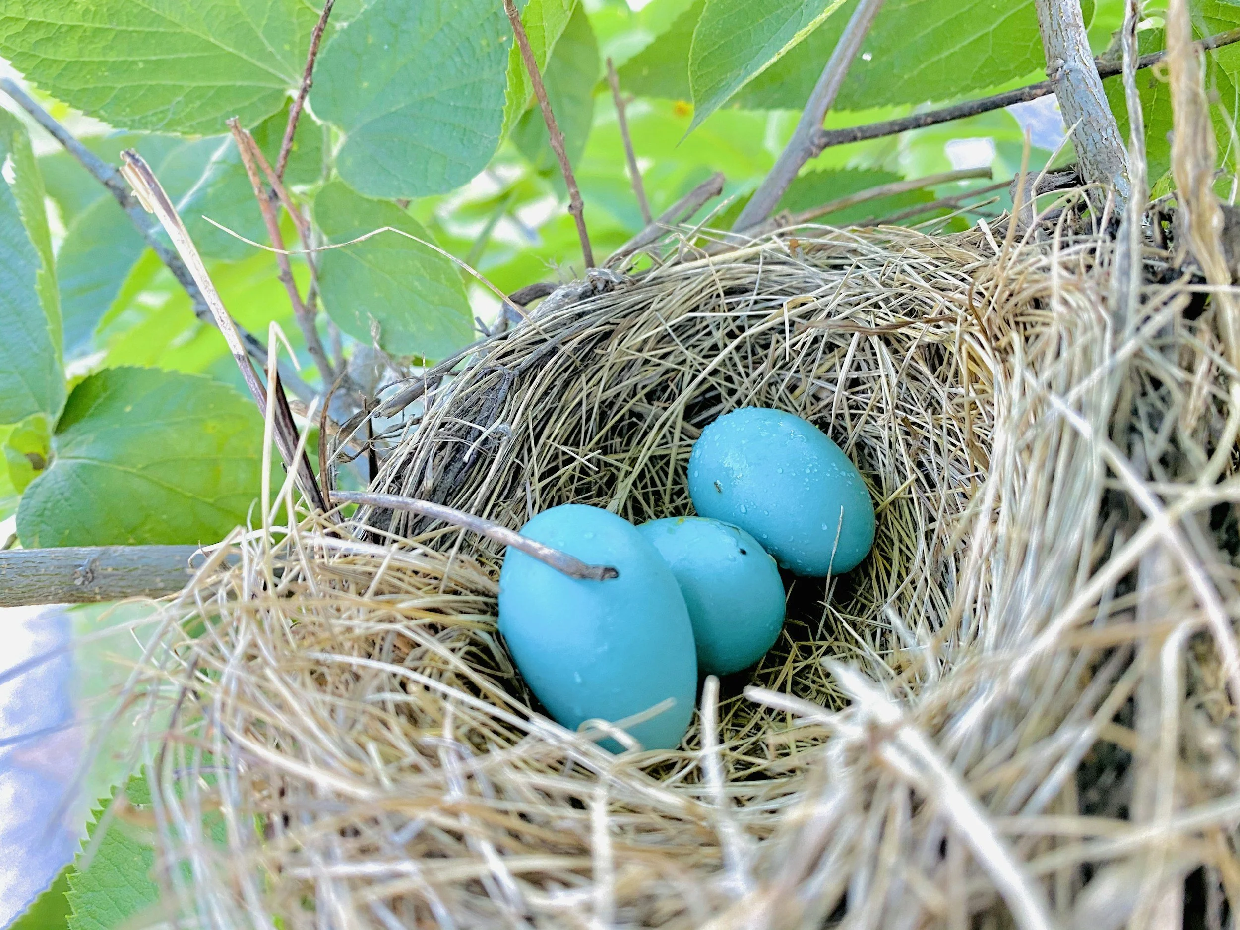 In mei… leggen alle vogels een ei