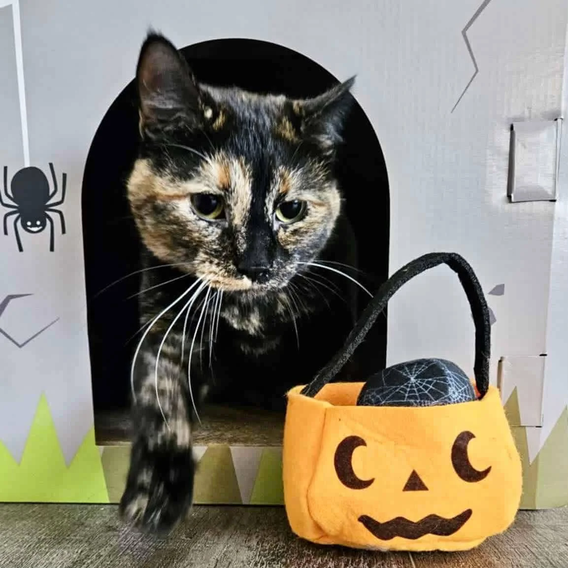 Purr-fectly spooky vibes this National Cat Day! 🐾🎃 Treat yourself to some relaxation this weekend 

Book now: https://book.squareup.com/appointments/bkhvtiuhblbj6y/location/BCJQWBV36TKNP/services