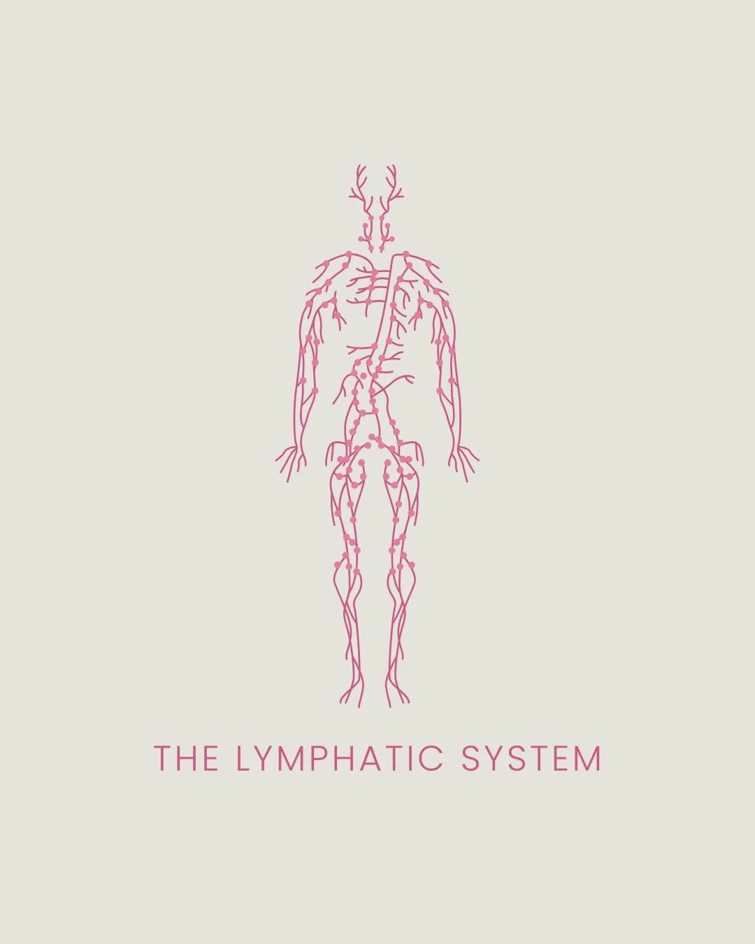 Your lymphatic system plays a major role in fluid balance, immune support, and detoxification&hellip; &amp; it doesn&rsquo;t pump on its own.

- movement
- pressure
- circulation
- hydration

.. are what keep your lymph system flowing

Long days, str