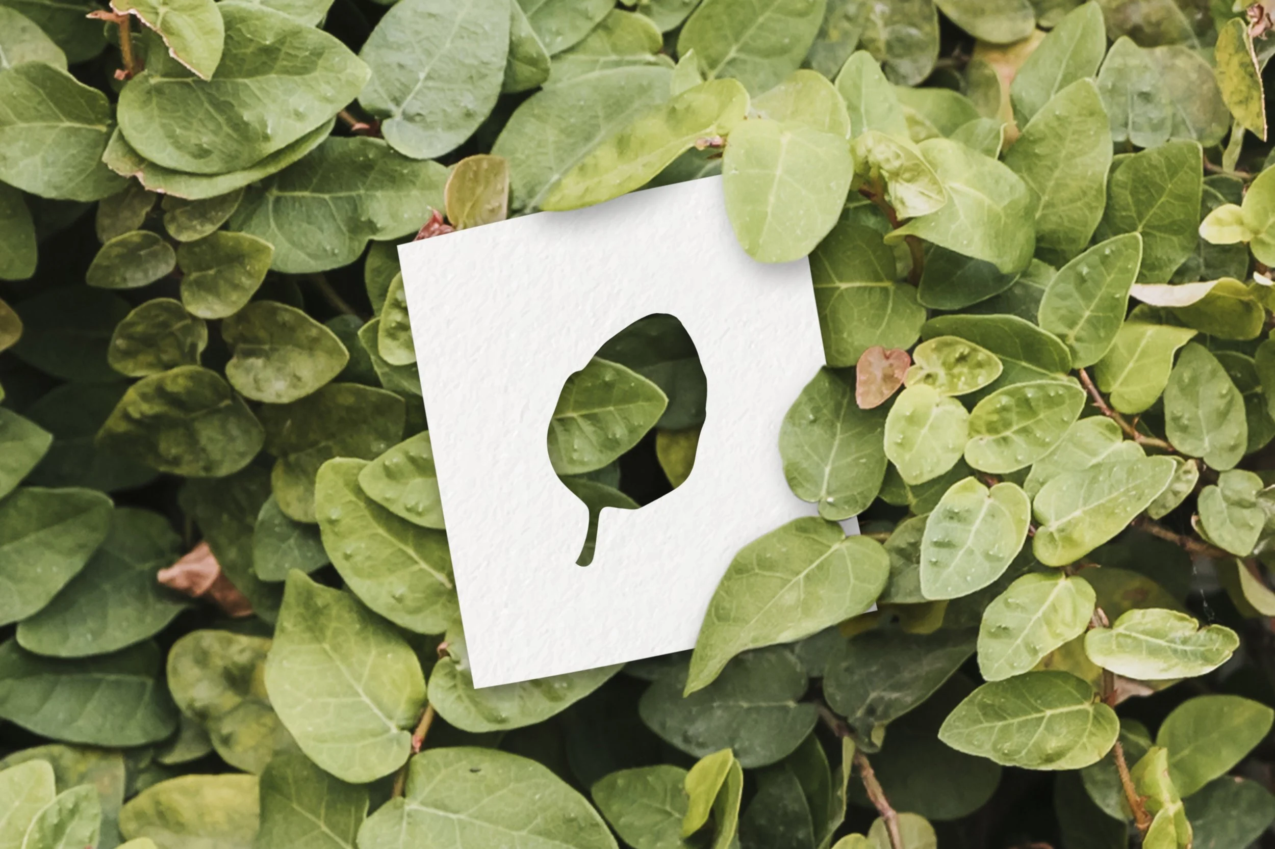 Who do you think you are?