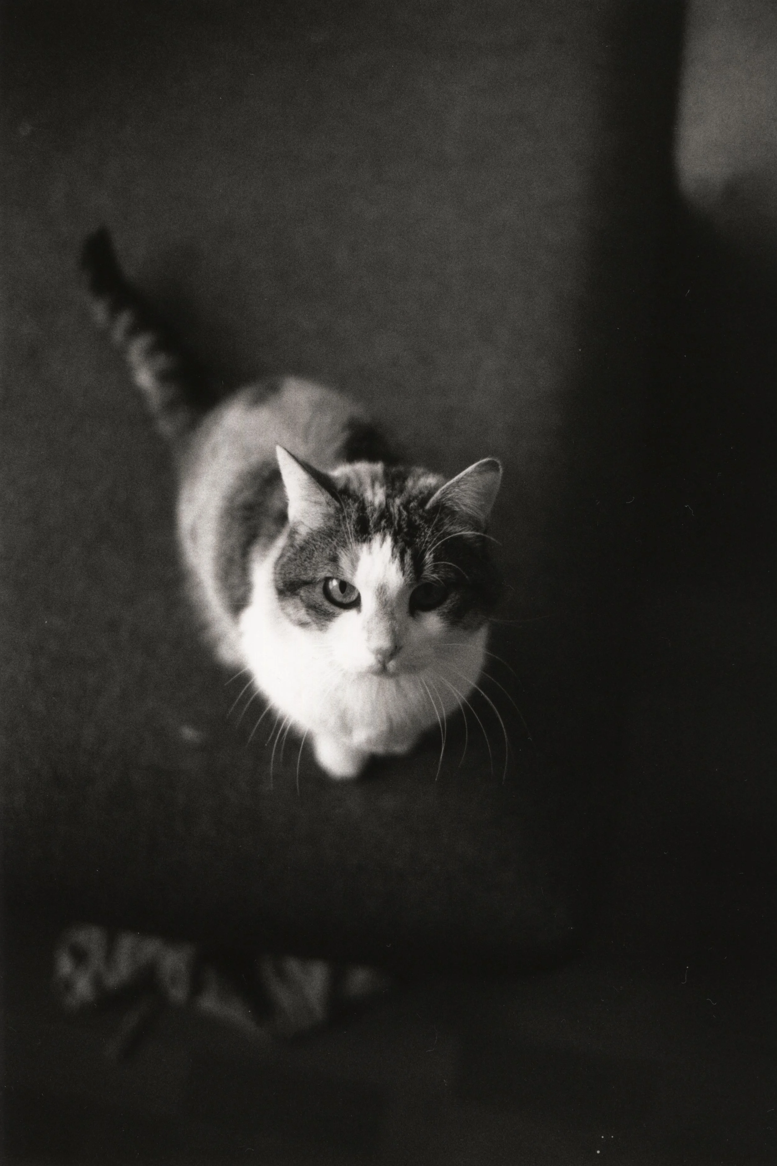 B&W-4.jpg
