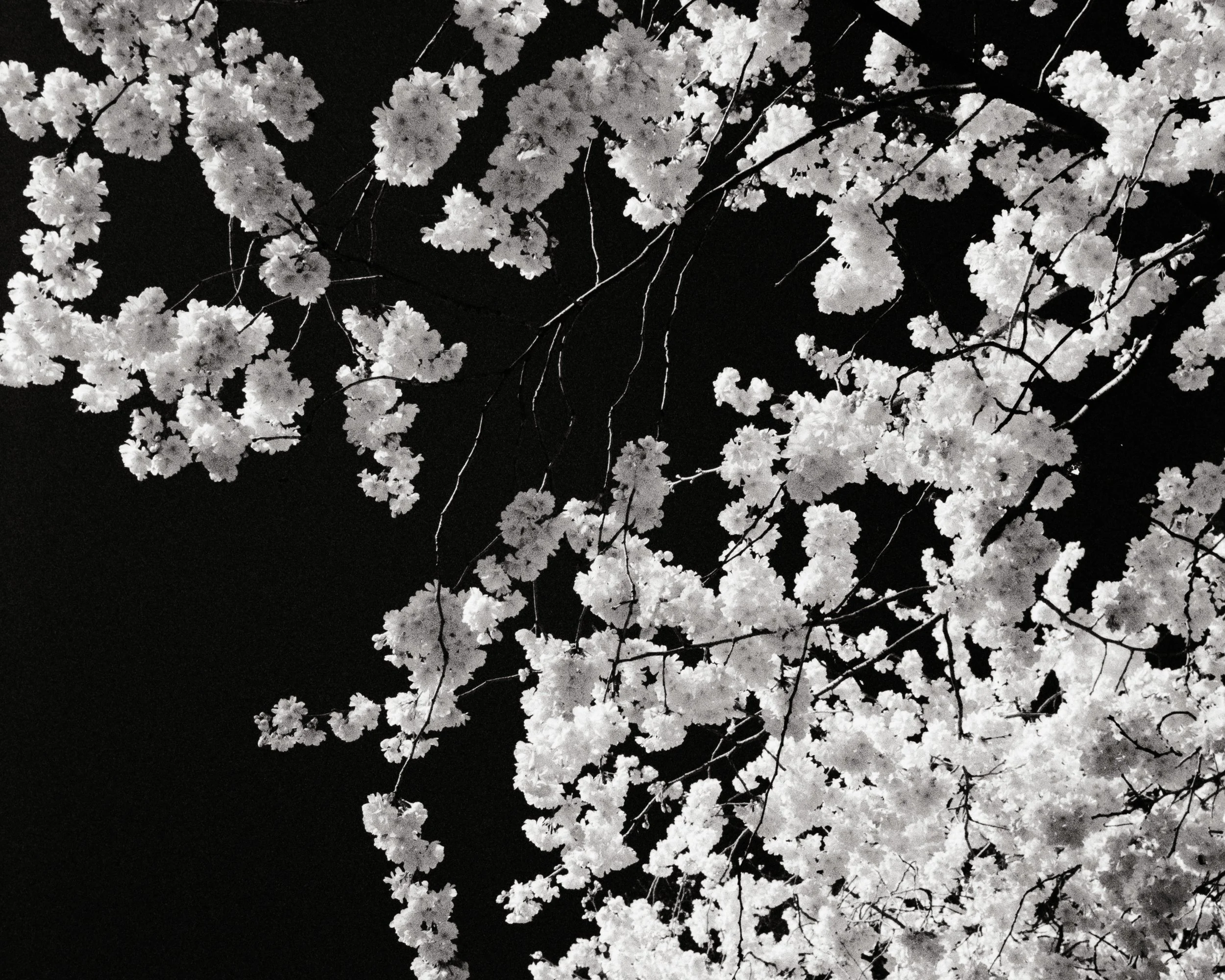Infrared Cherry Flowers.jpg