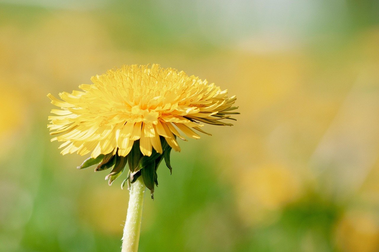 dandelion-8013616_1280.jpg